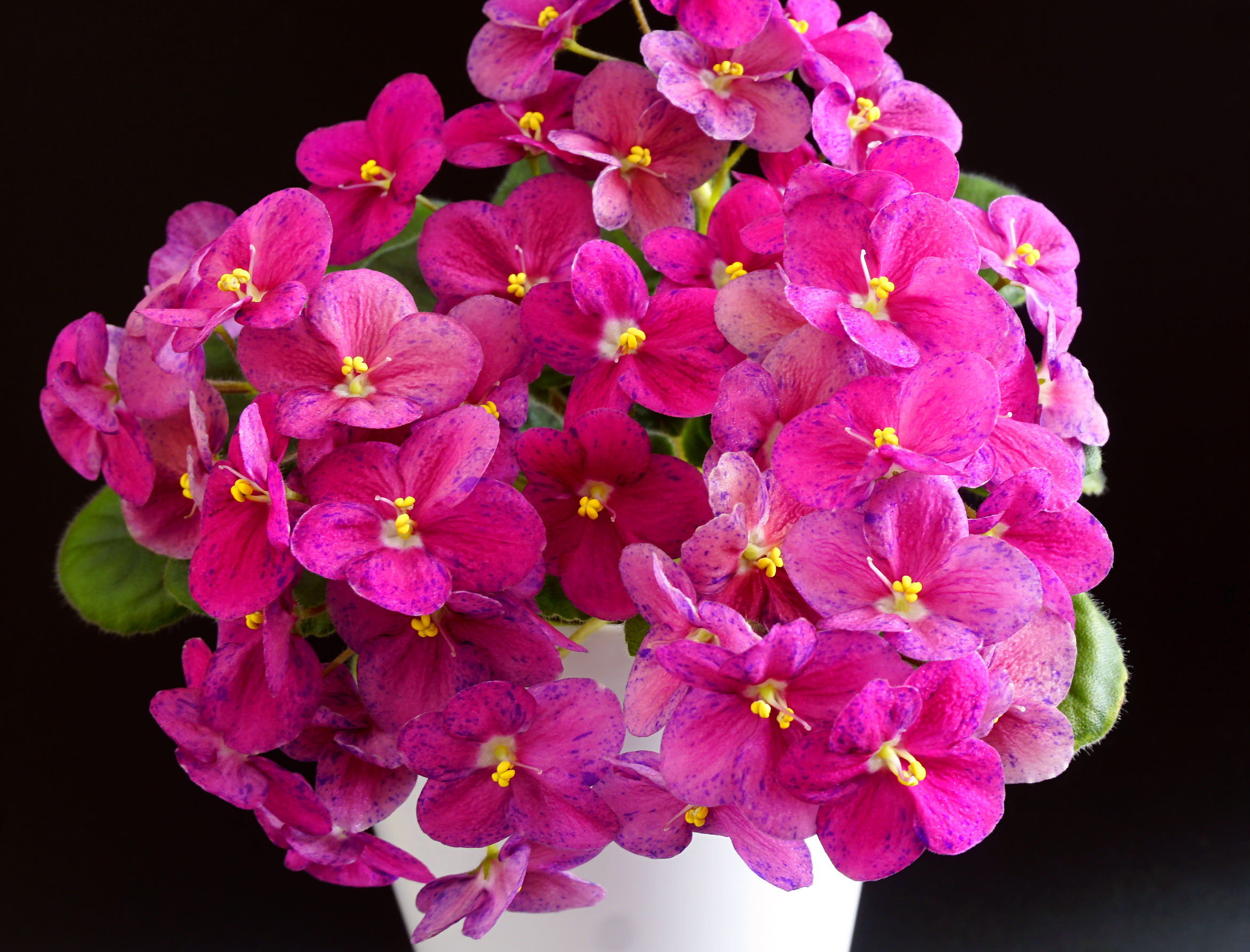 Mac's Exotic Elixir (G. McDonald)