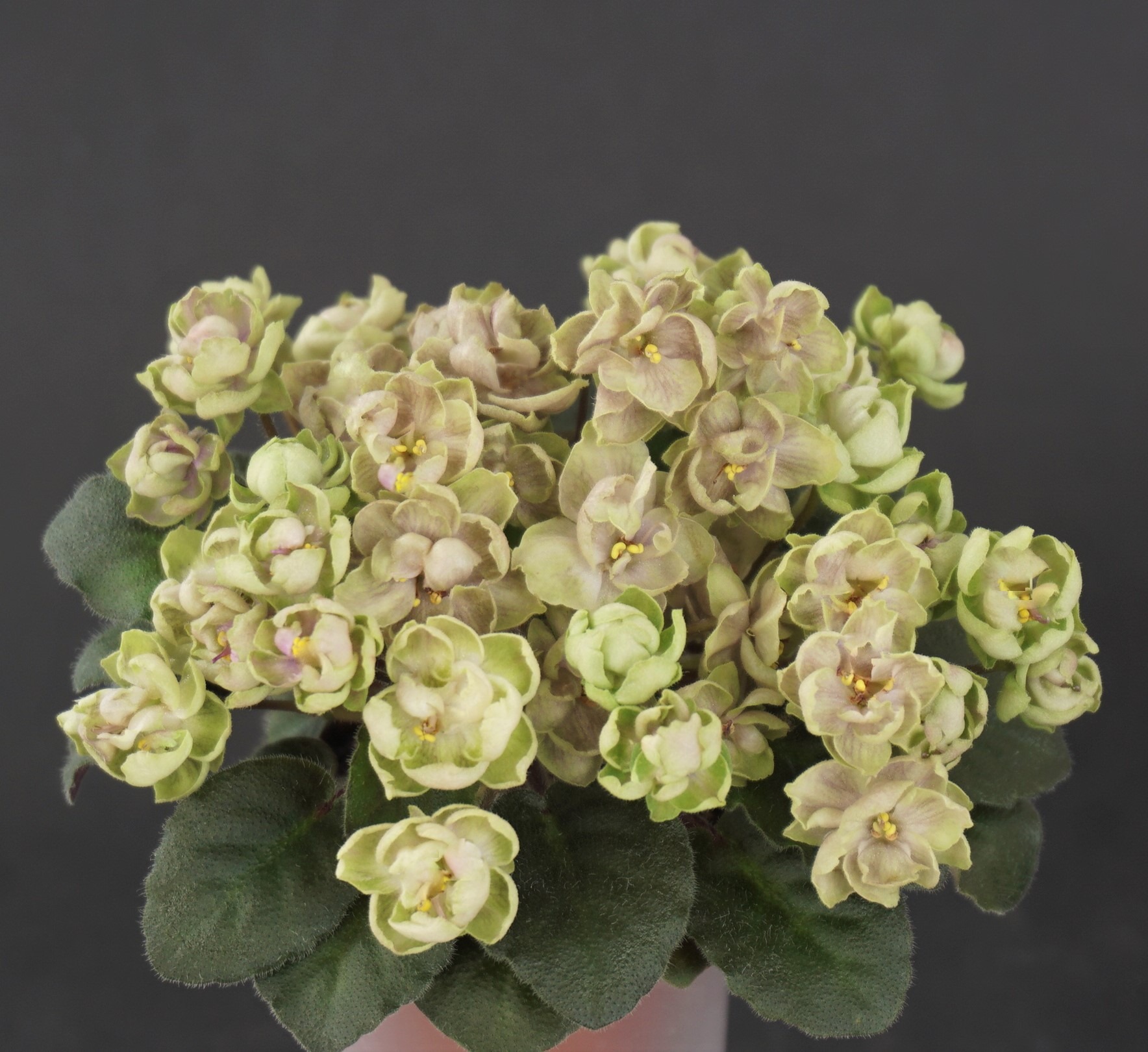 Morgan's Chutney Popcorn (C. Eros)