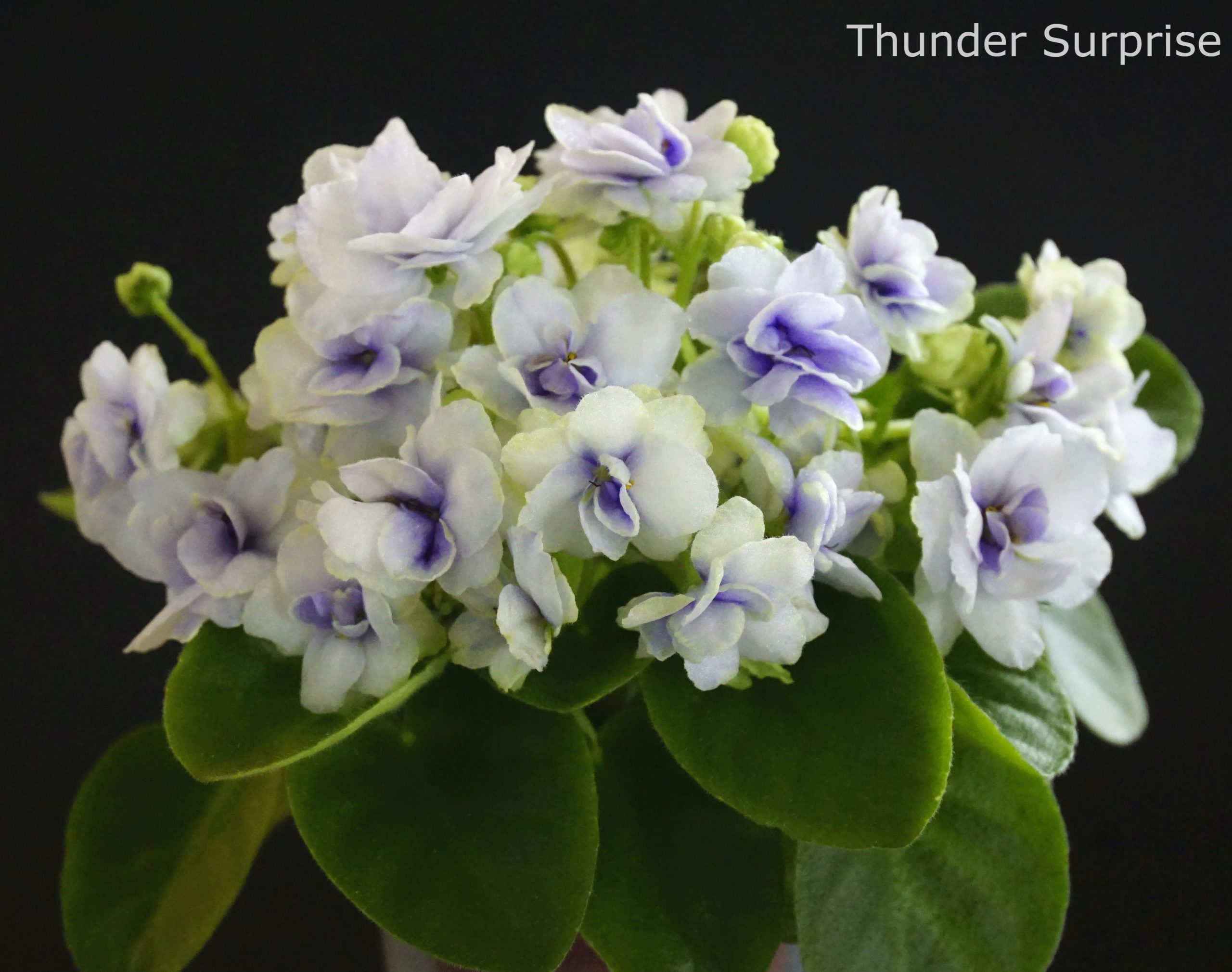 Thunder Surprise (S. Sanders)