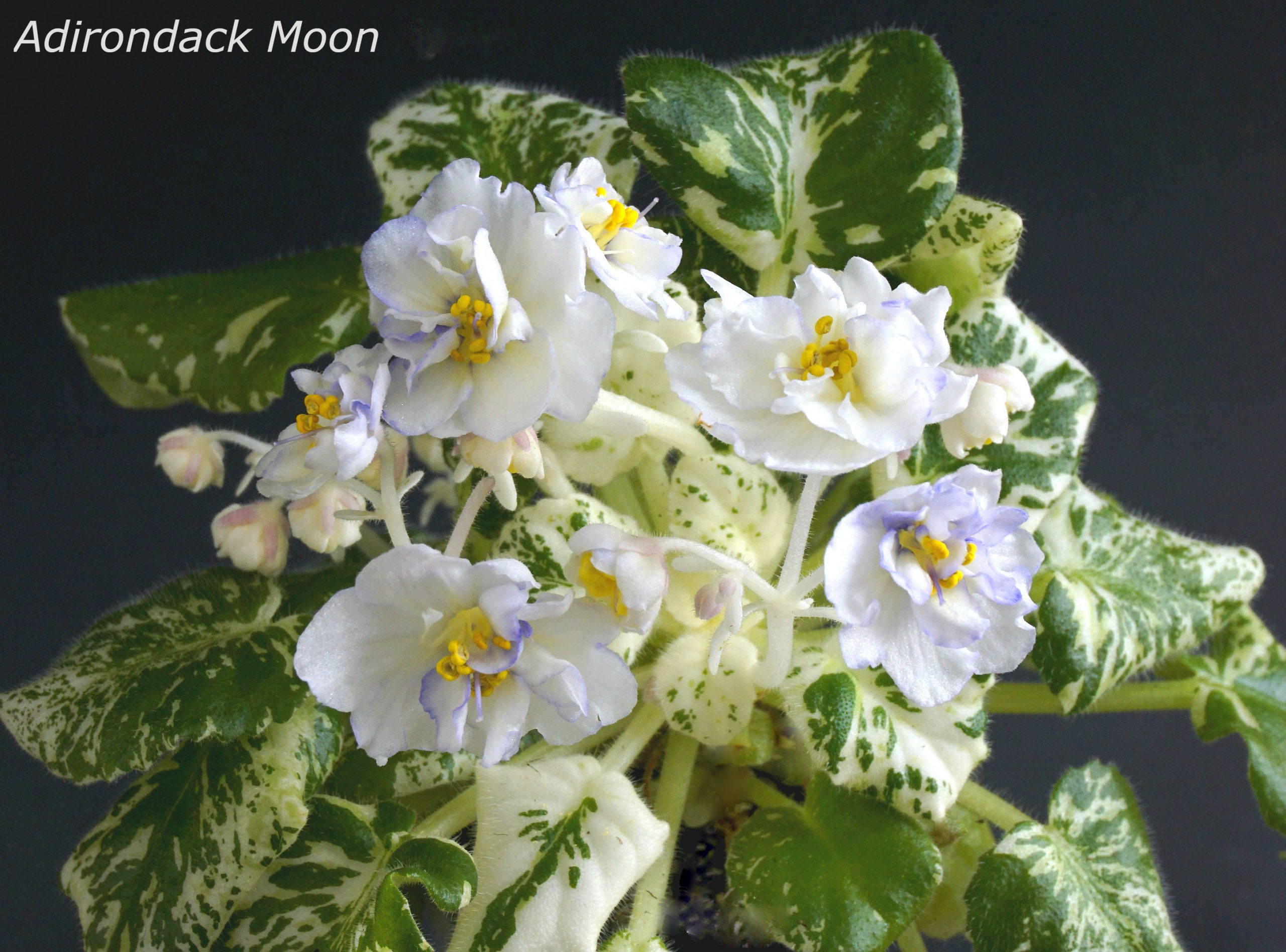 Adirondack Moon (S.Sorano)