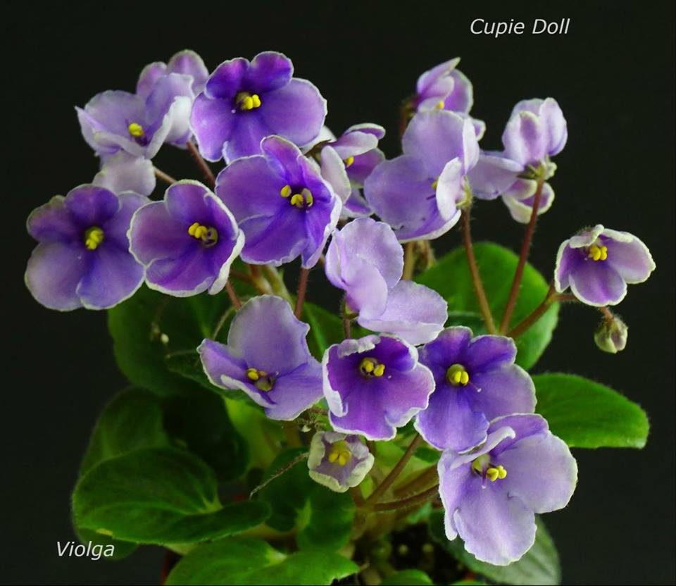 Cupie Doll (L. Egenites)