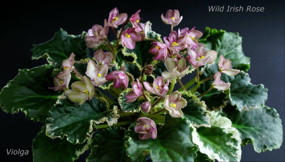 Wild Irish Rose (S. Sorano)