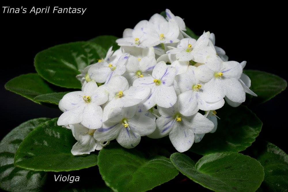 Tina’s April Fantasy (T. Elfstrom)