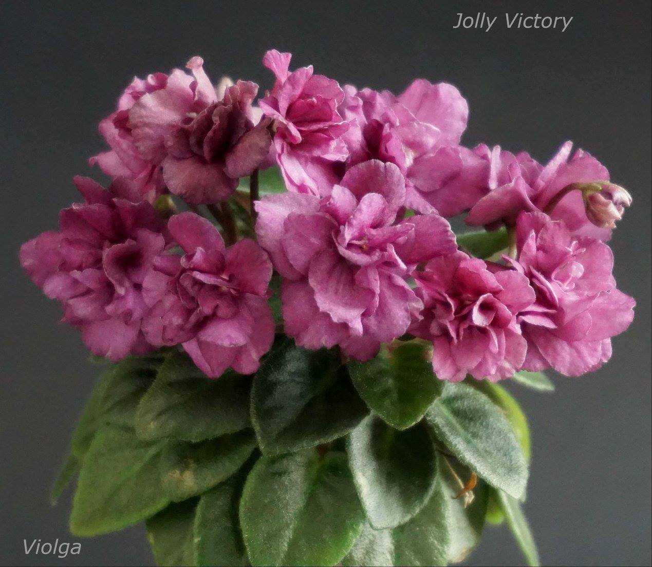 Jolly Victory (H. Pittman)