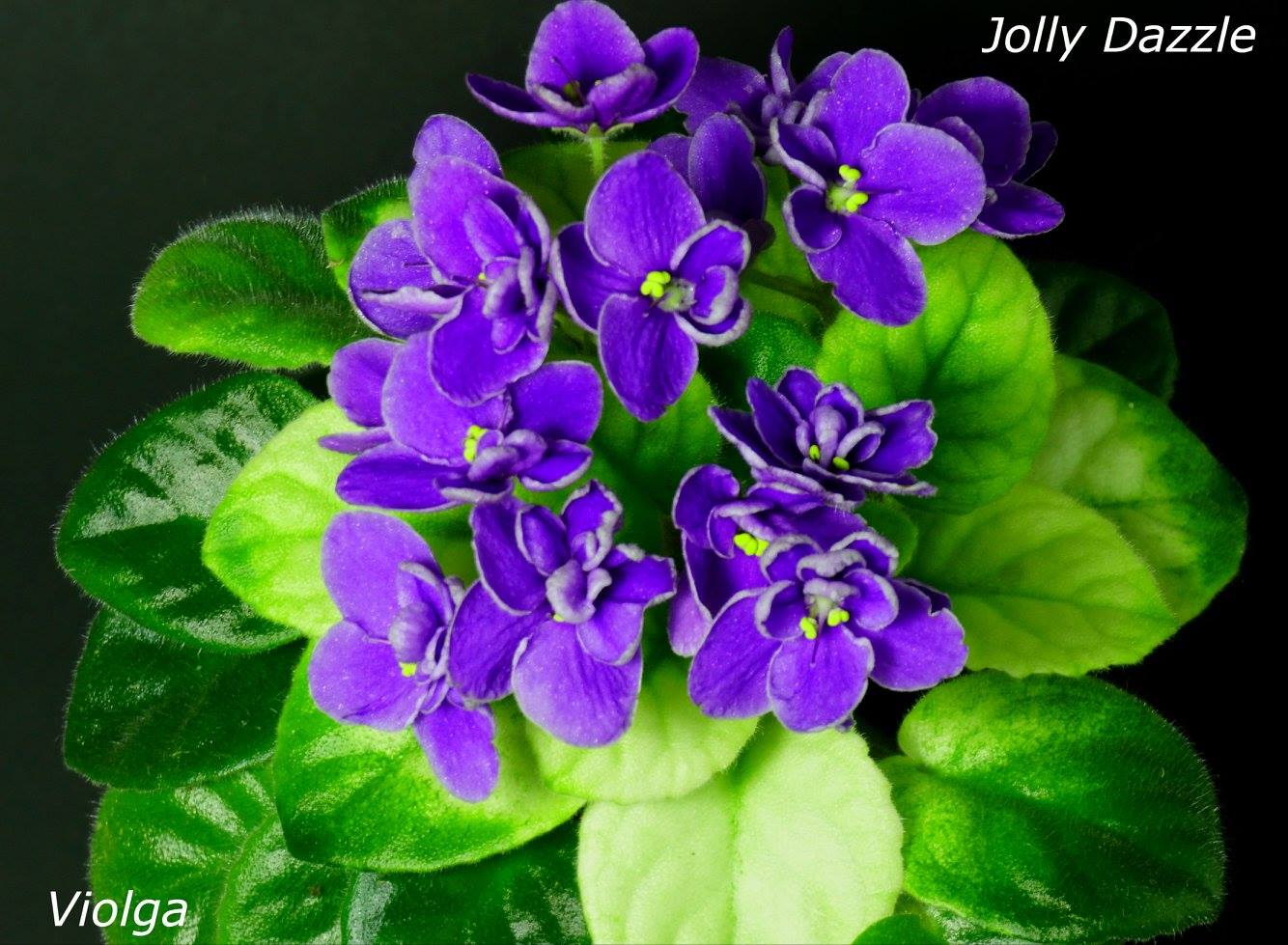 Jolly Dazzle (H. Pittman)