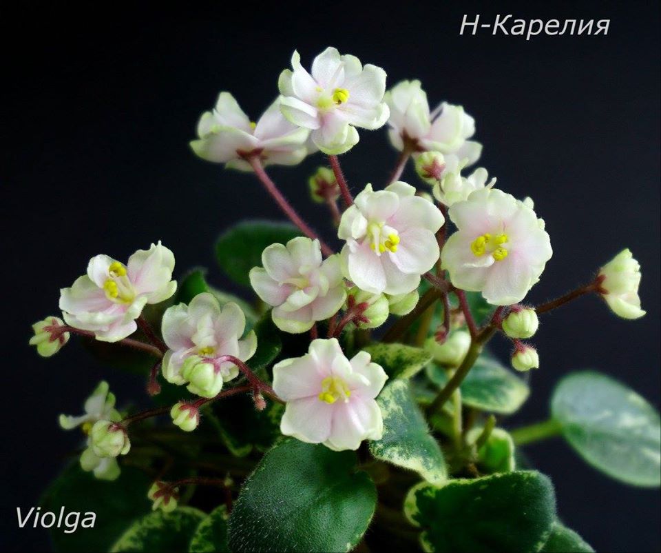 Н-Карелия (Н.Бердникова)