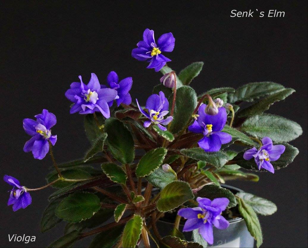 Senk`s Elm (R.Follett/D.Senk)