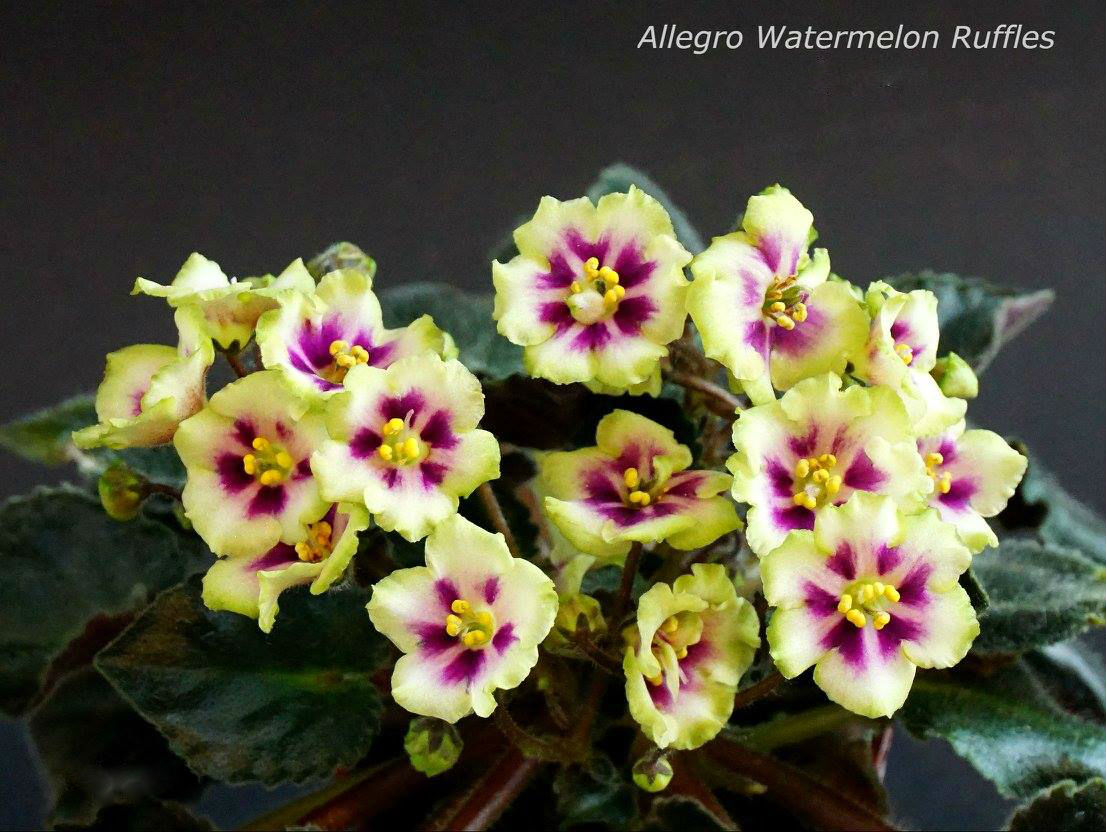 Allegro Watermelon Ruffles (J. Stromborg)