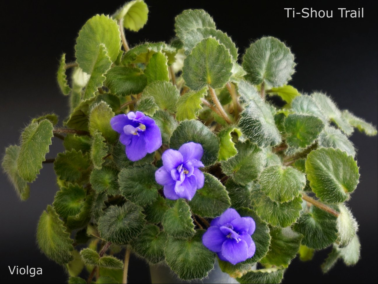 Ti-Shou Trail (F. Pilon)