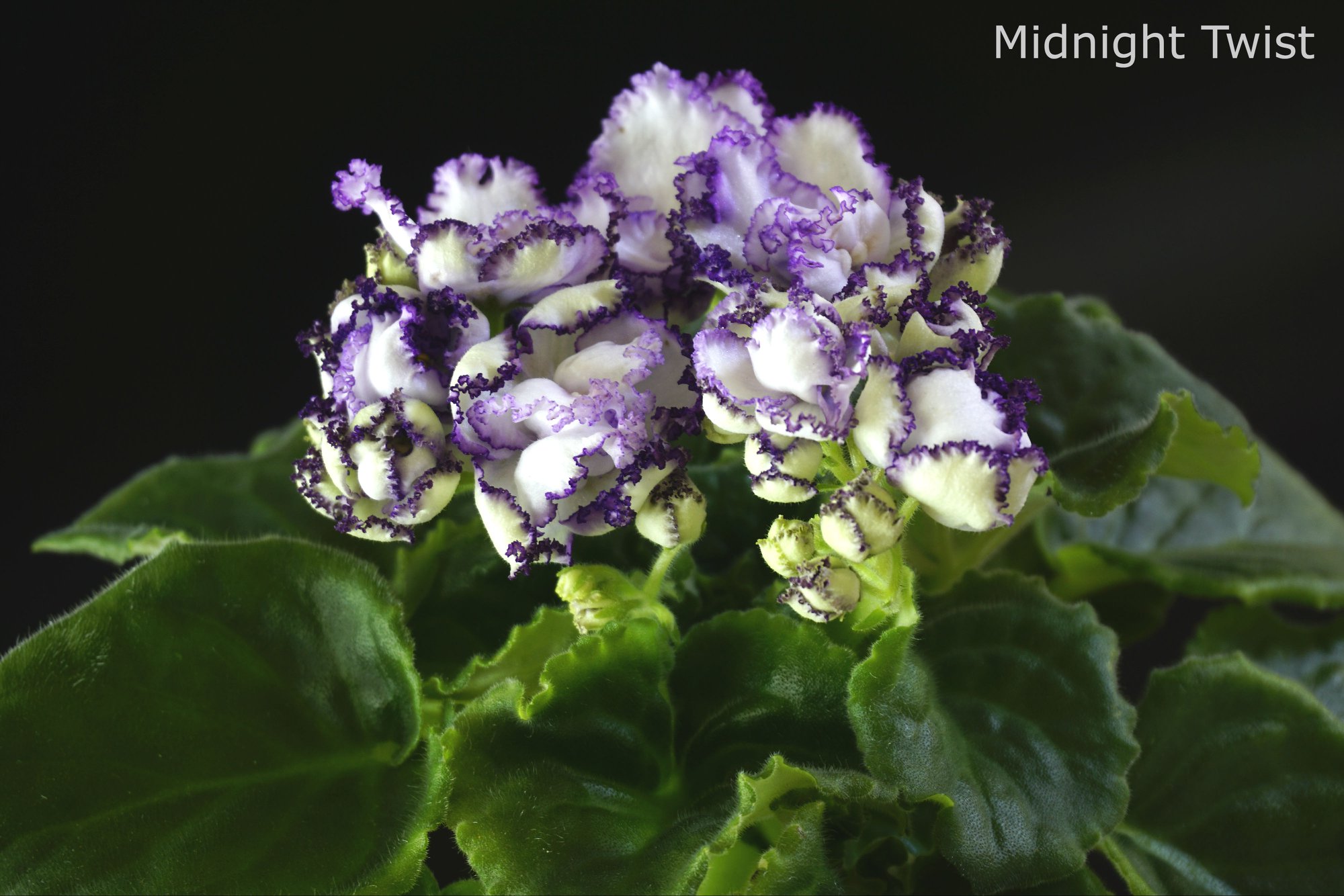 Midnight Twist (S. Sorano)