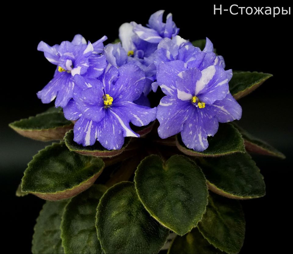 Н-Стожары (Н.Бердникова)