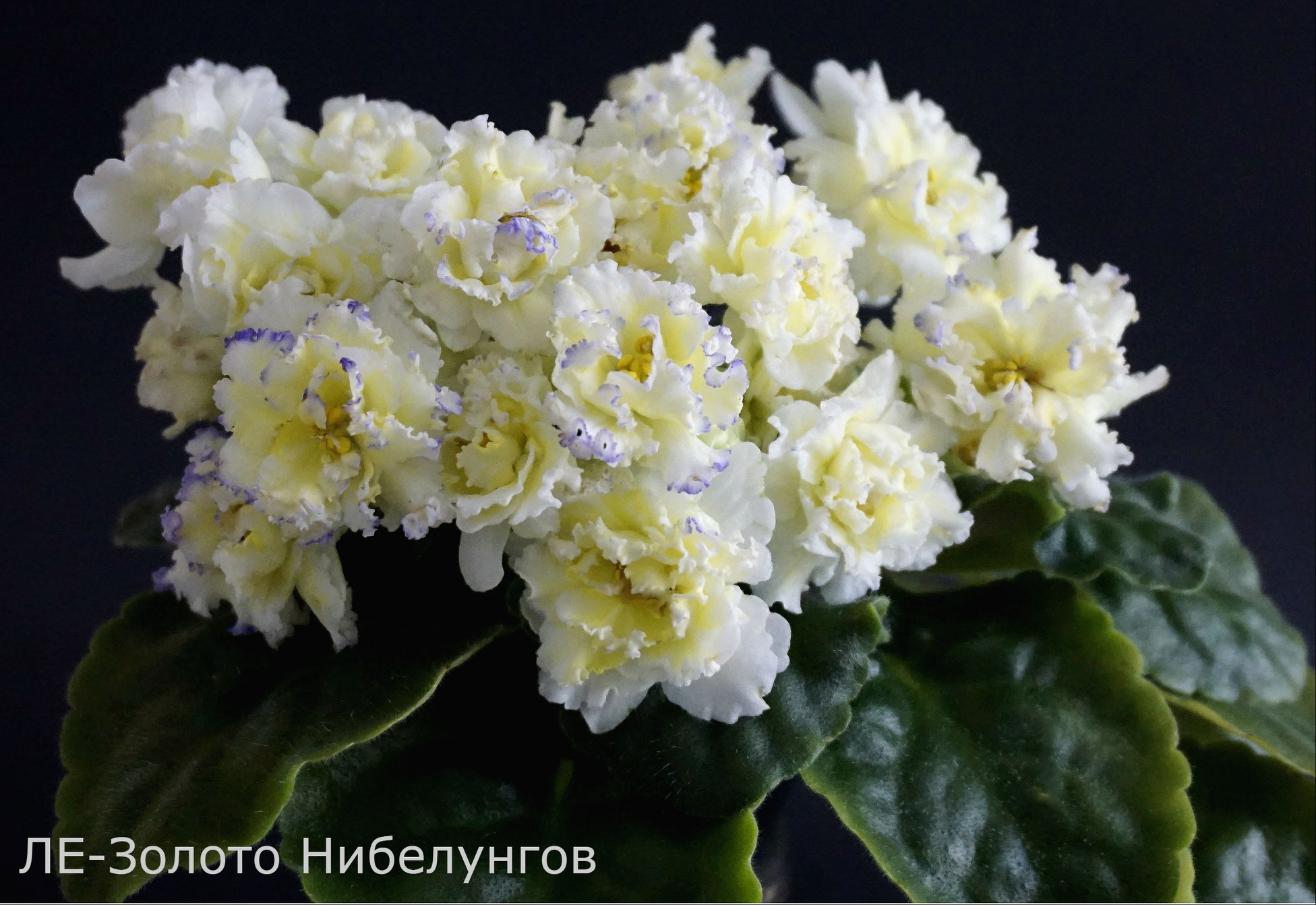 ЛЕ-Золото Нибелунгов(Е.Лебецкая)
