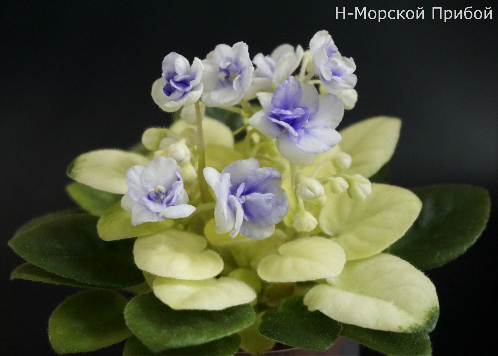 Н-Морской Прибой (Н.Бердникова)