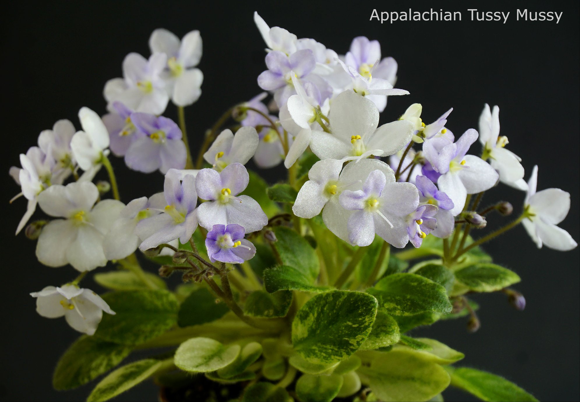 Appalachian Tussy Mussy (Arceneaux)
