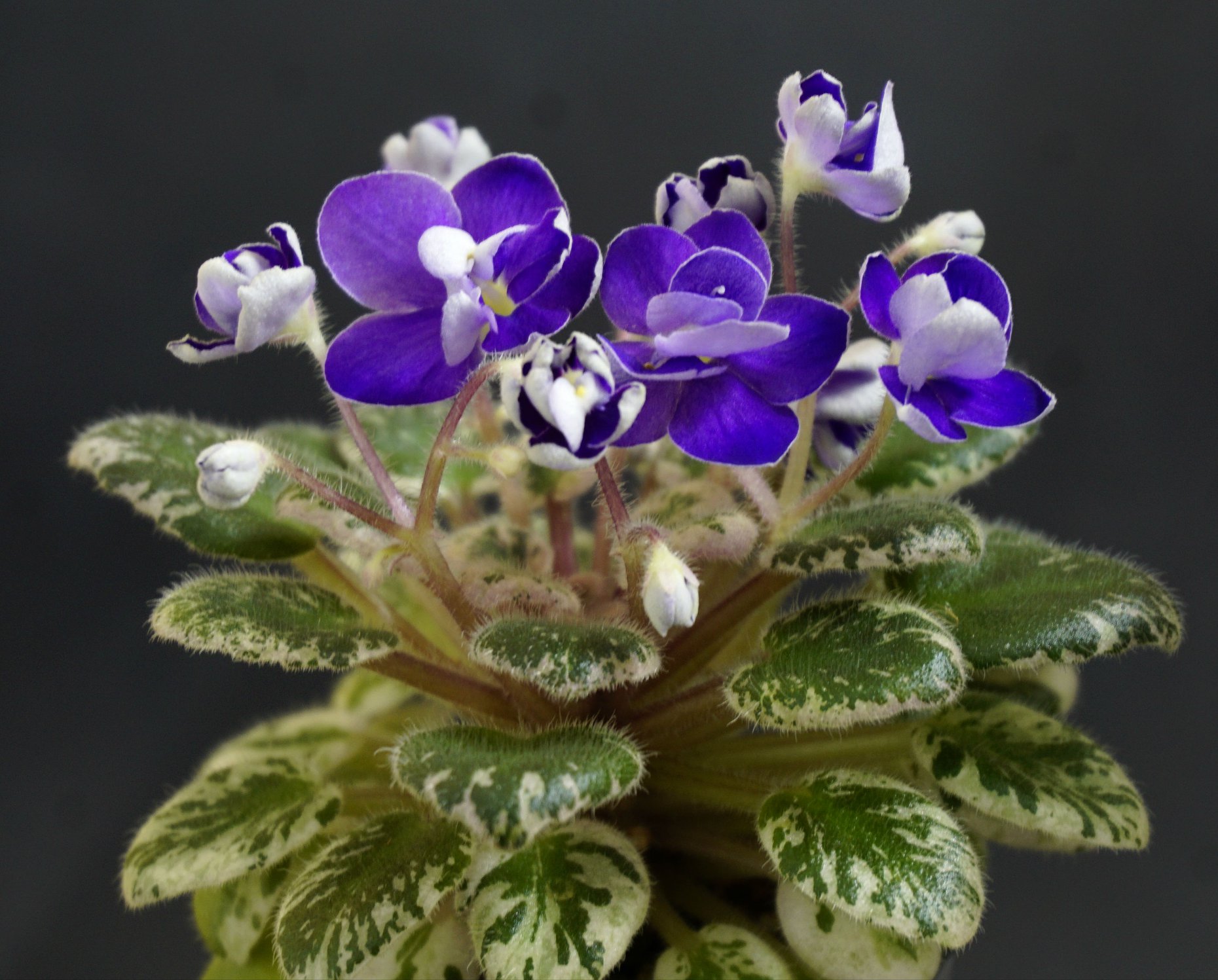 Petite Jewel (H.Pittman)