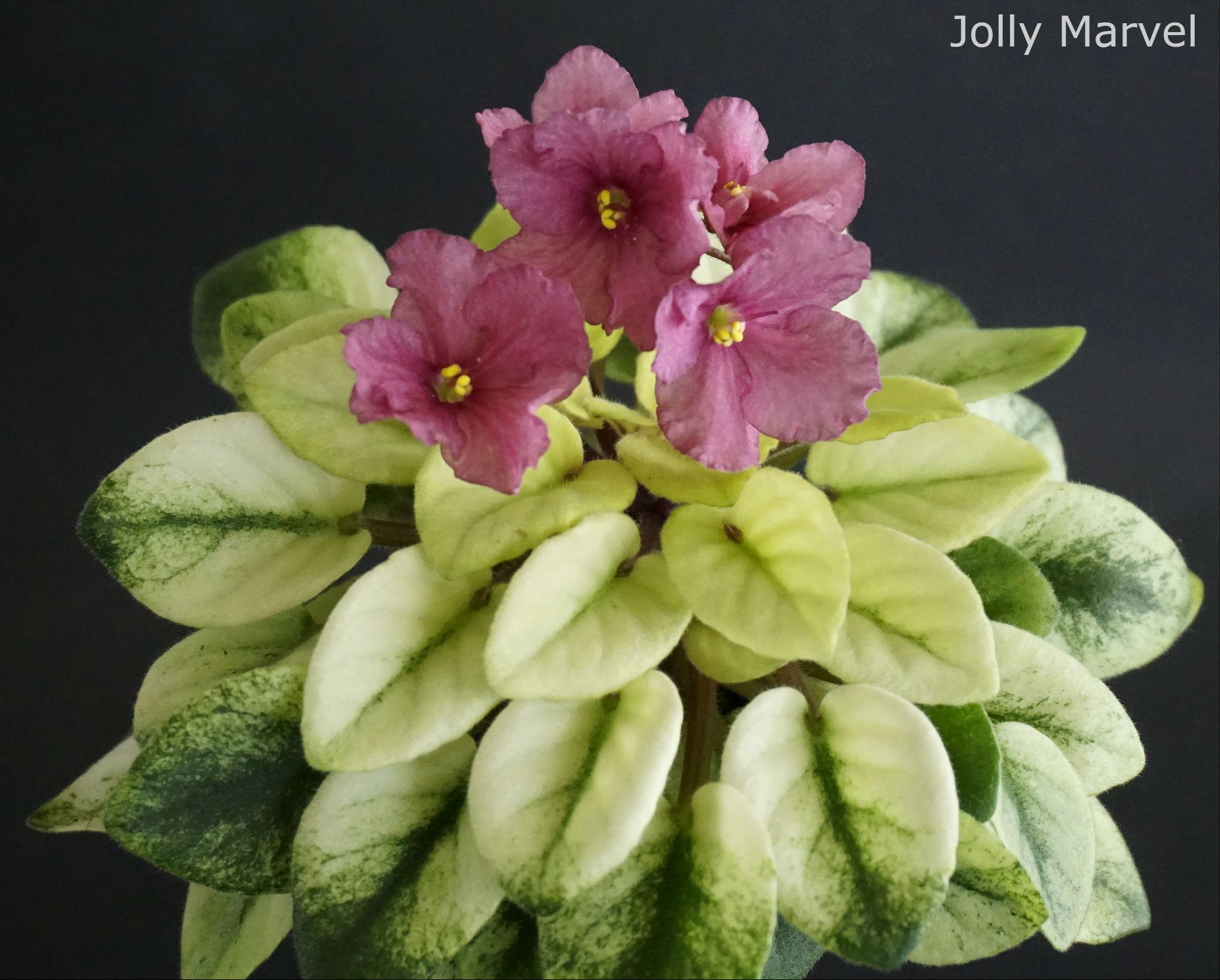 Jolly Marvel (H.Pittman)