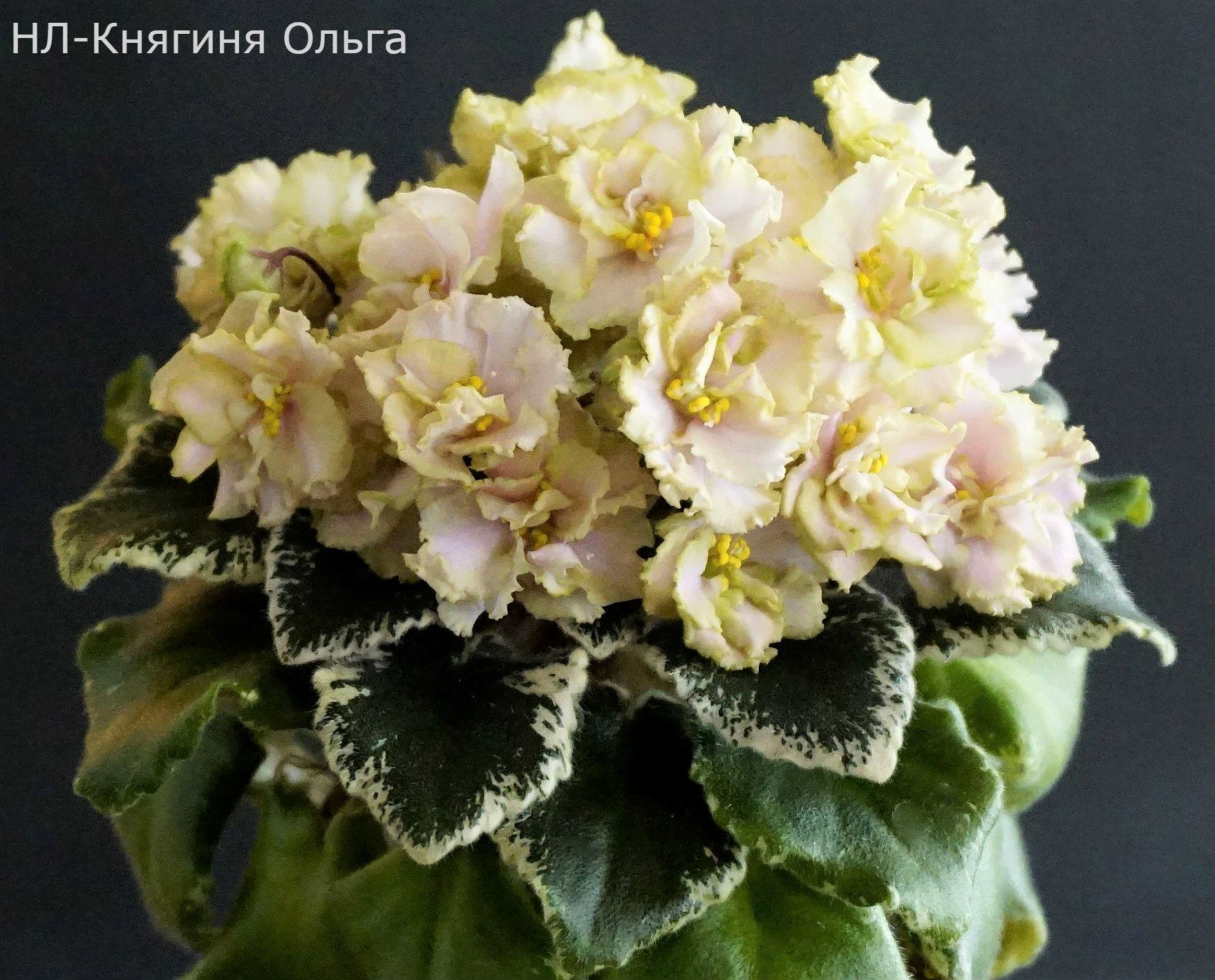 НЛ-Княгиня Ольга (Н.Лютая)