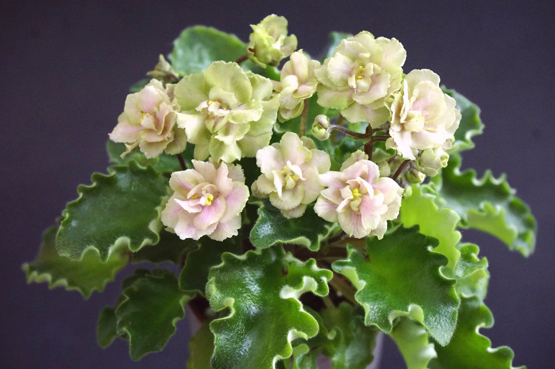 Allegro Peaches ´n´ Green (J. Stromborg)