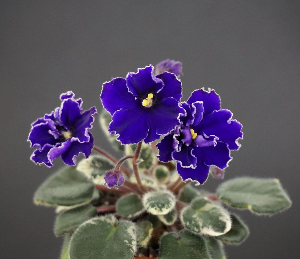 Aca's Daphne (J. Brownlie)