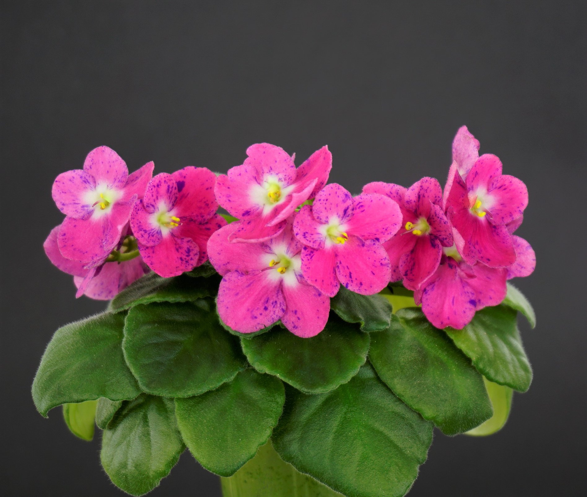 Mac's Spirit Sojourner (G. McDonald)