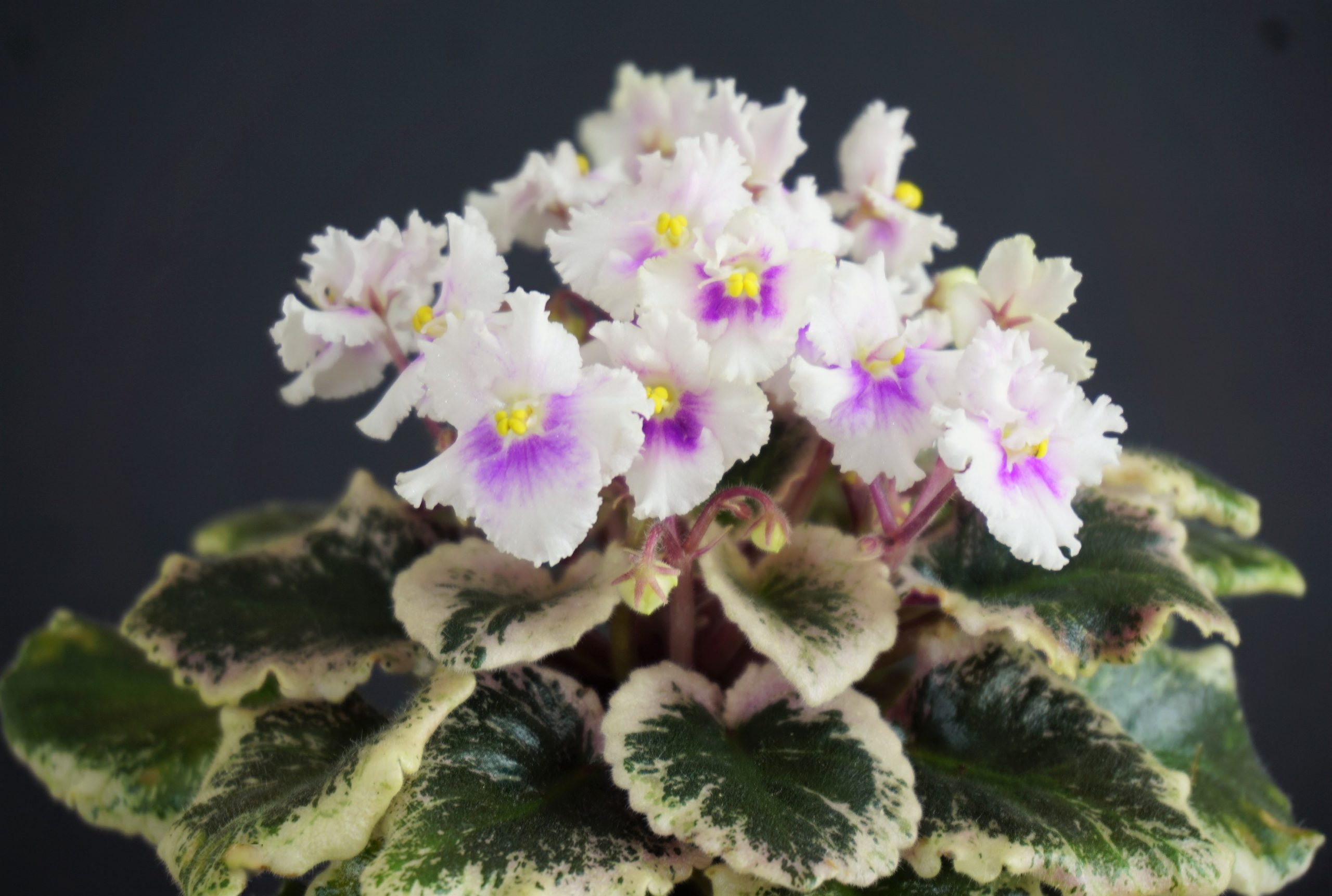Jolly Mist (H.Pittman)