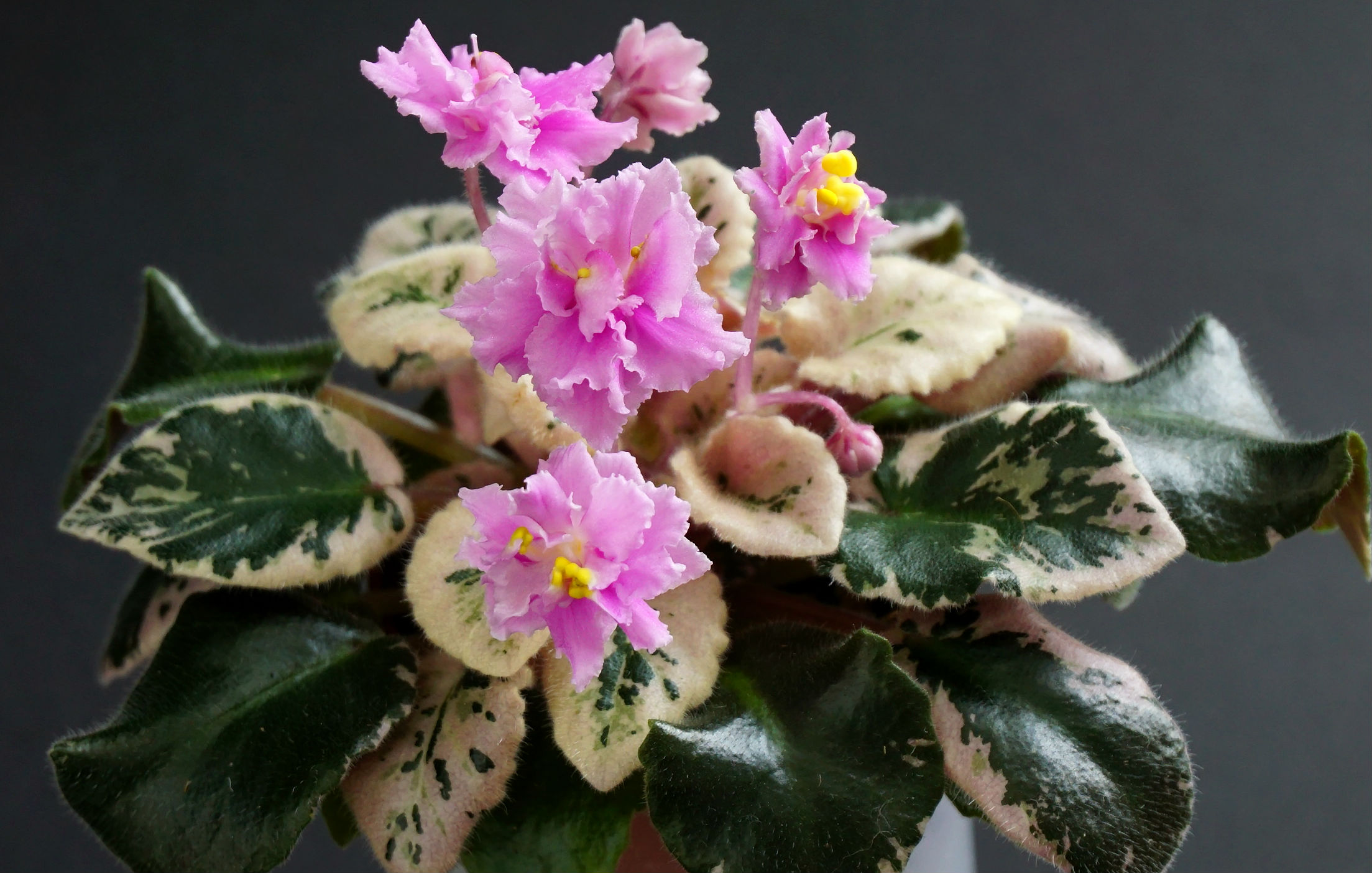 Pink Pizzazz (H.Pittman)