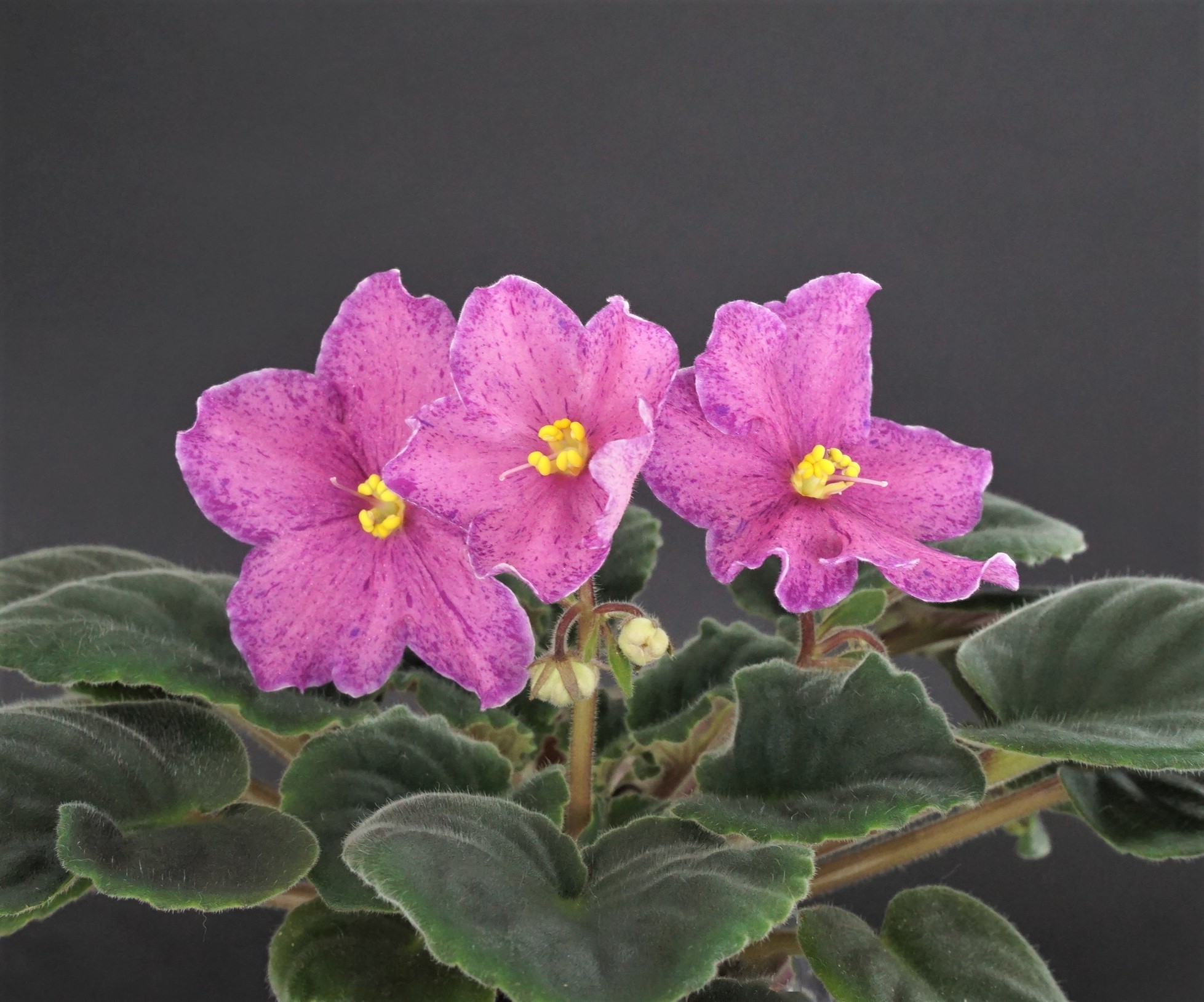 Mac's Blue Blooded Baroness (G.McDonald)
