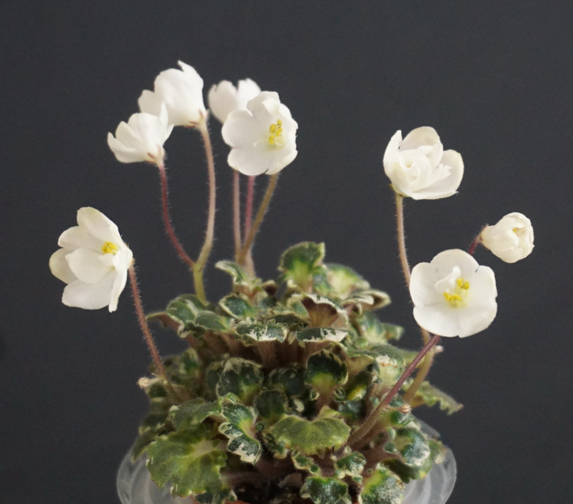Bridal Lady (N. Johnston)