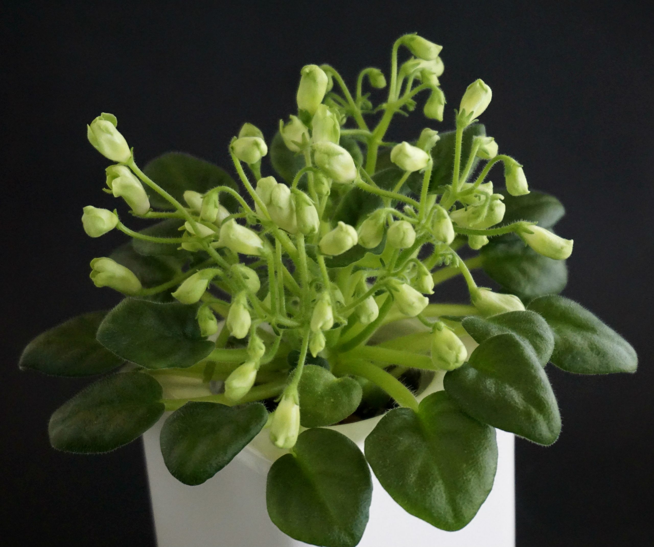 Emerald Bell (O. Barysheva)