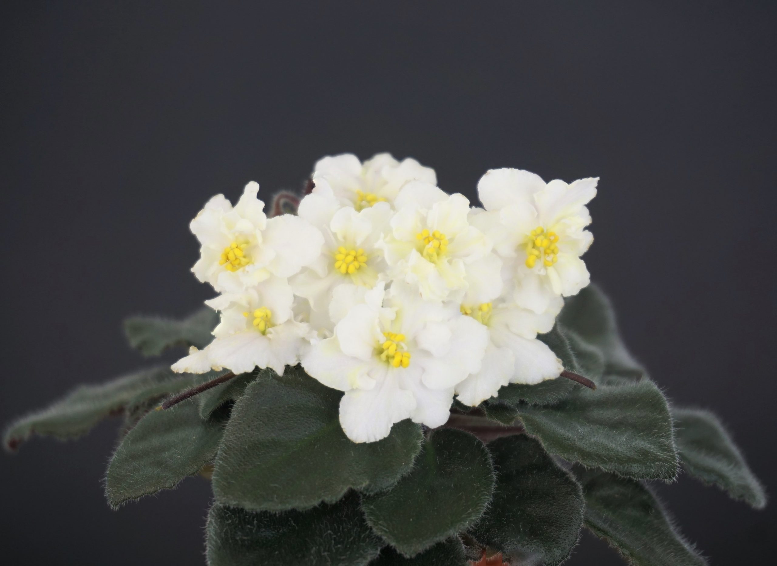 Jolly Sun Chaser (H.Pittman)