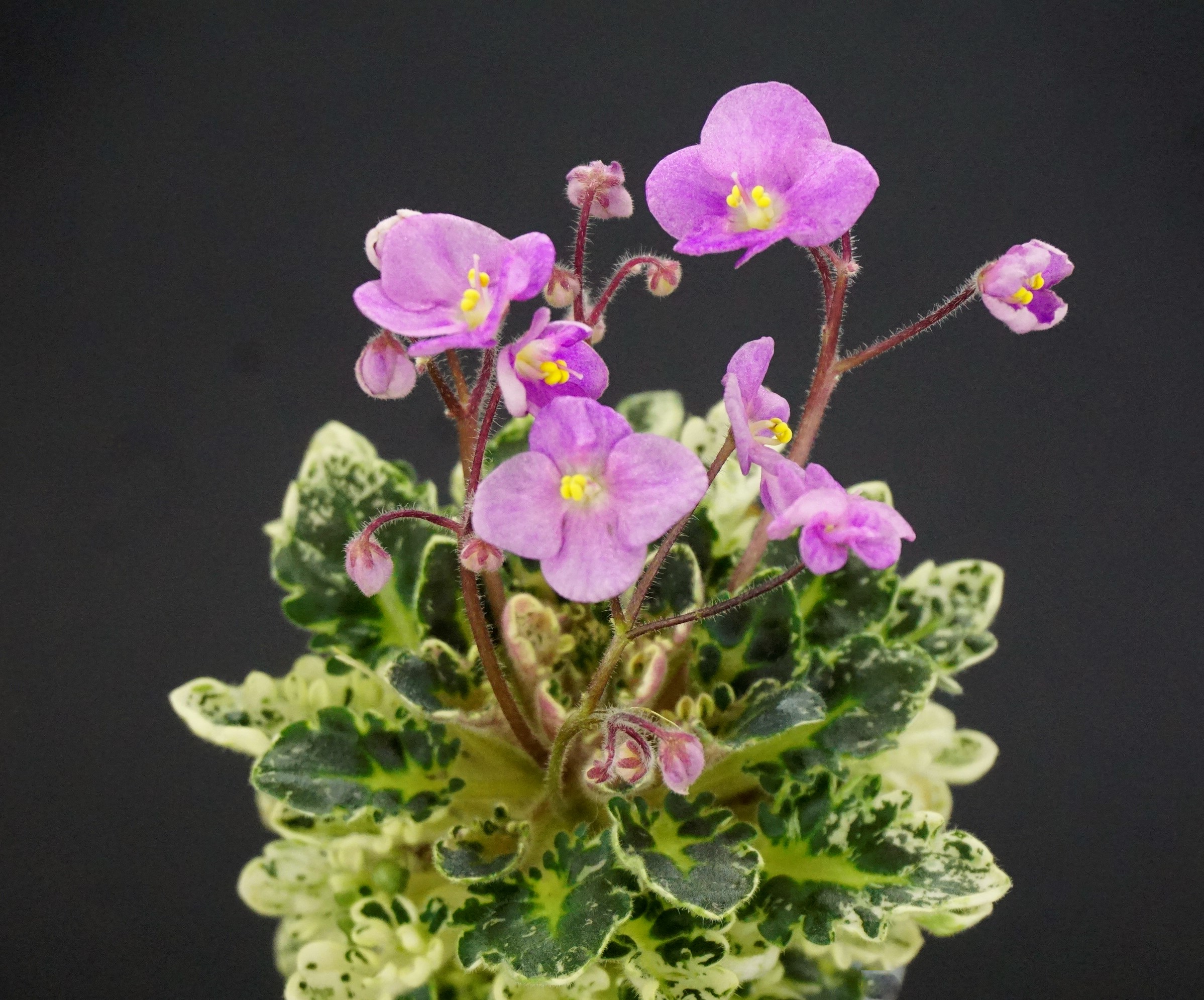Toronto Belle (A.Adams)