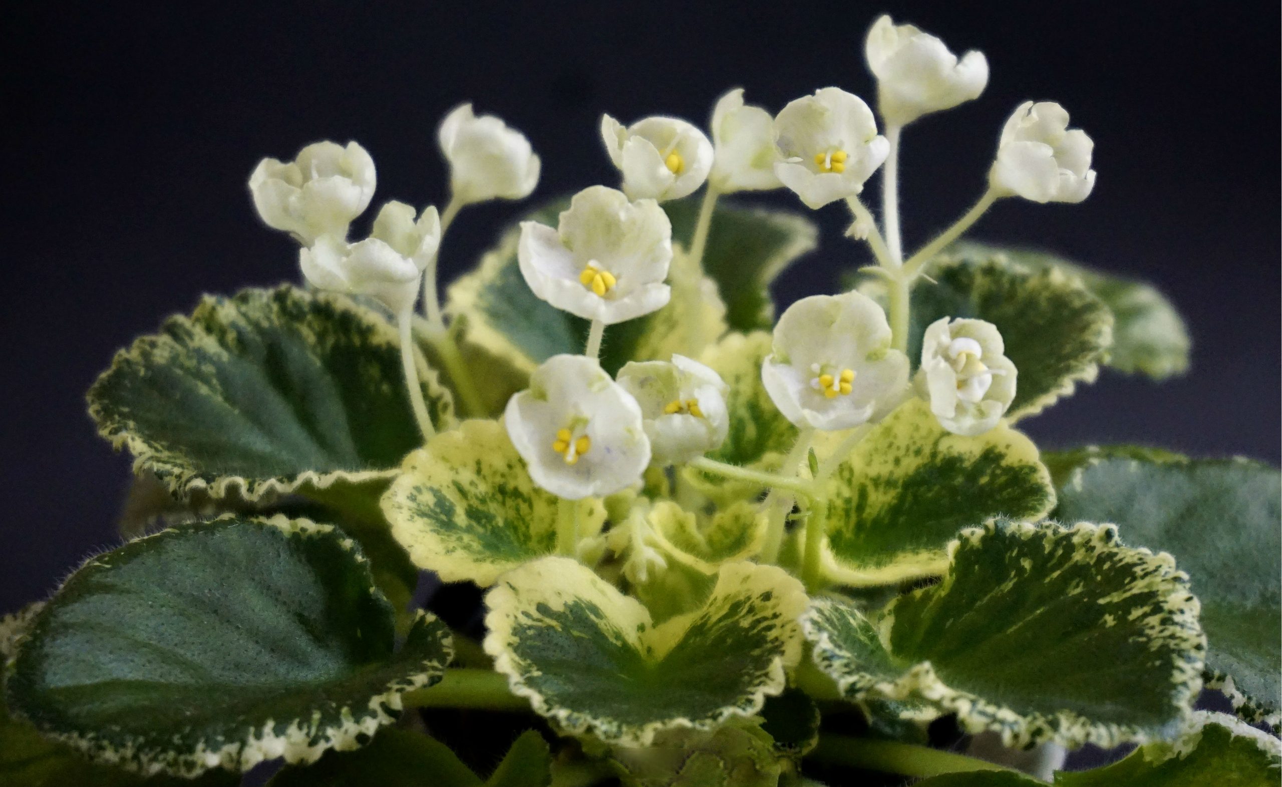 Imp's Bog Bubbles (J. Jackson)