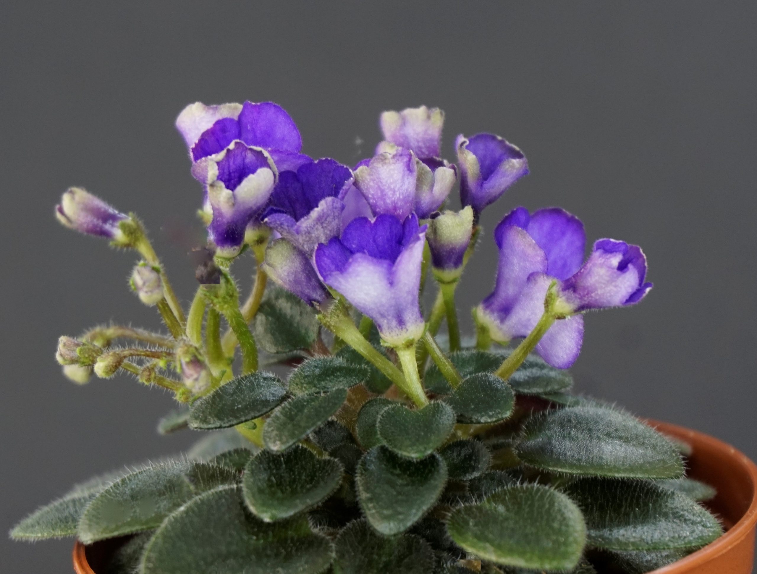 Jolly Blue Bells (H.Pittman)