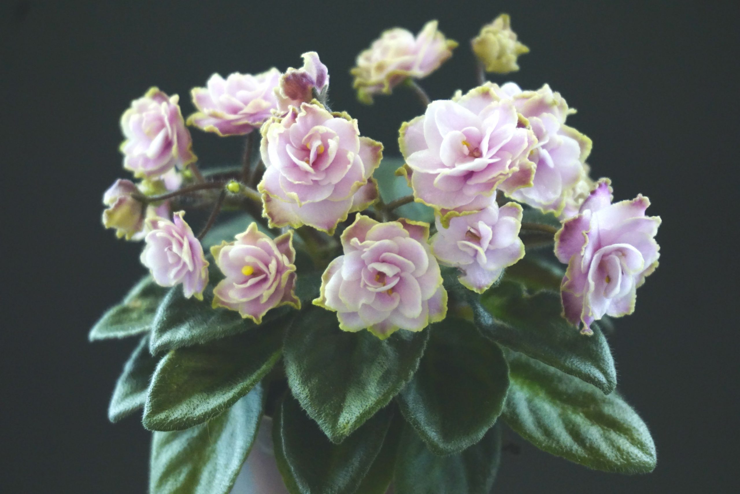 Jolly Imp (H.Pittman)