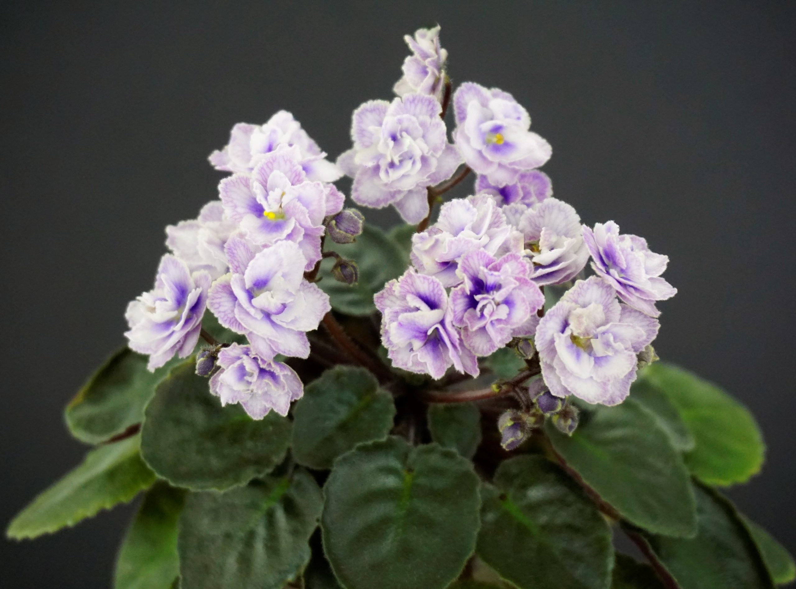 Persian Lace (S.Sorano)
