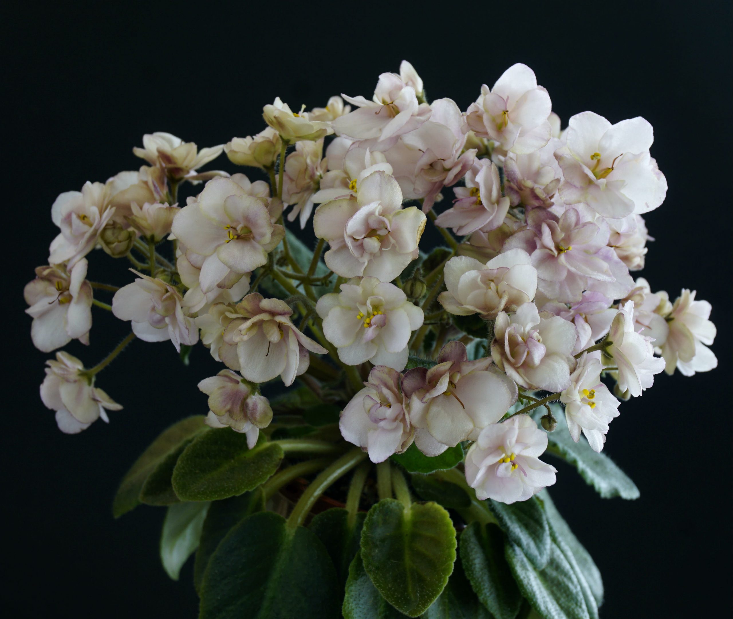 Morgan’s Barossa (C.Eros)
