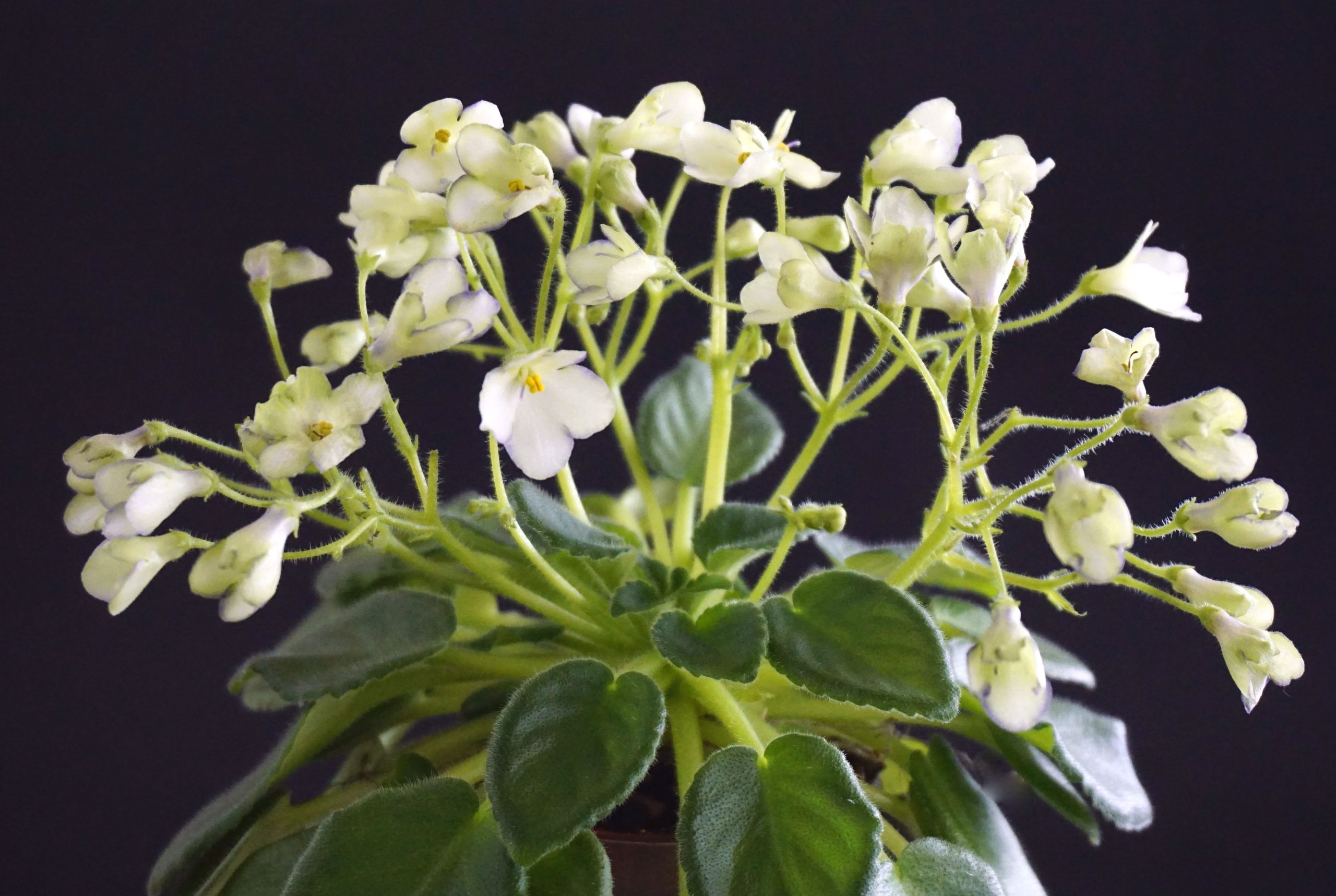 Morgan's Junior Mint (C. Eros)