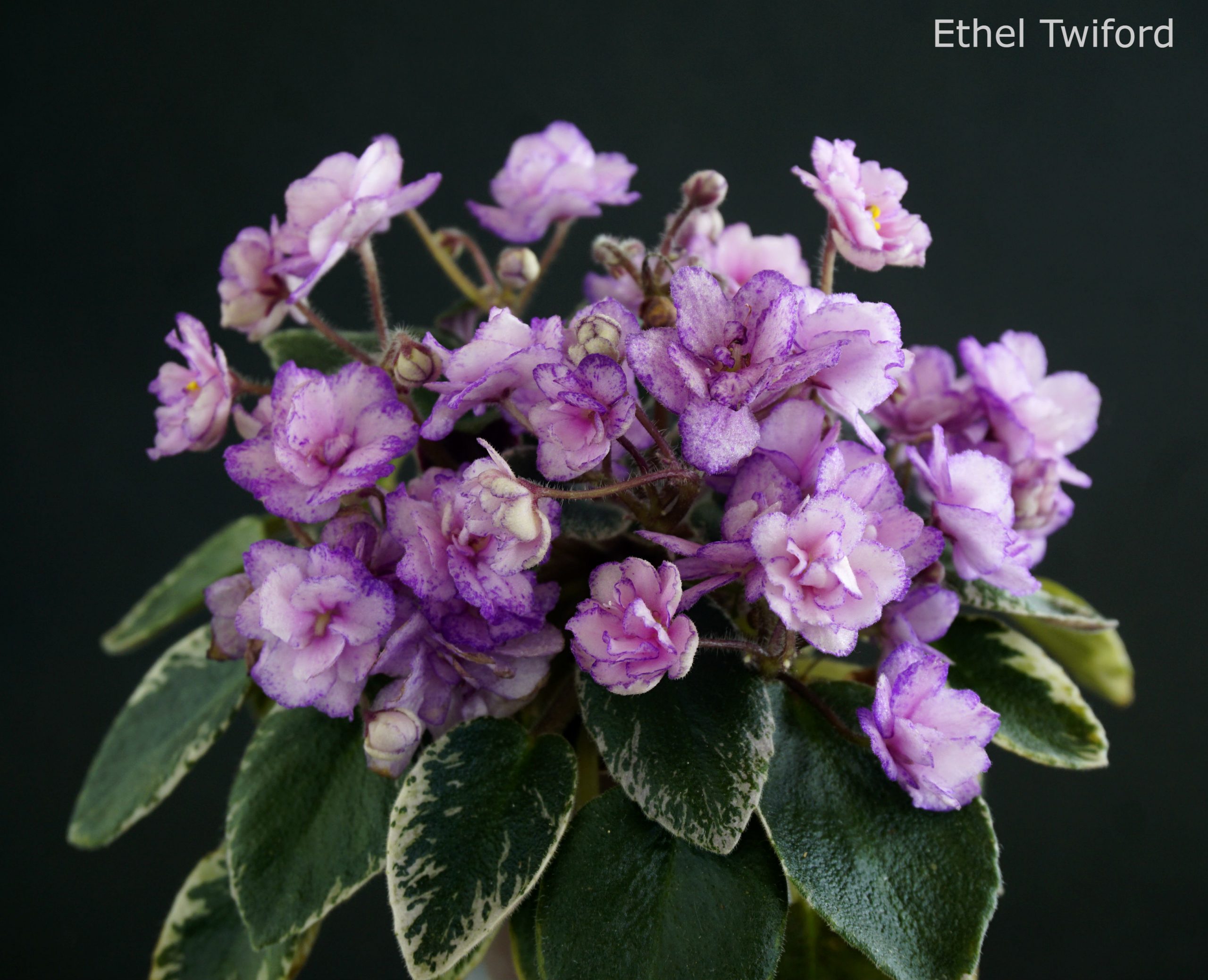 Ethel Twiford (H.Pittman)