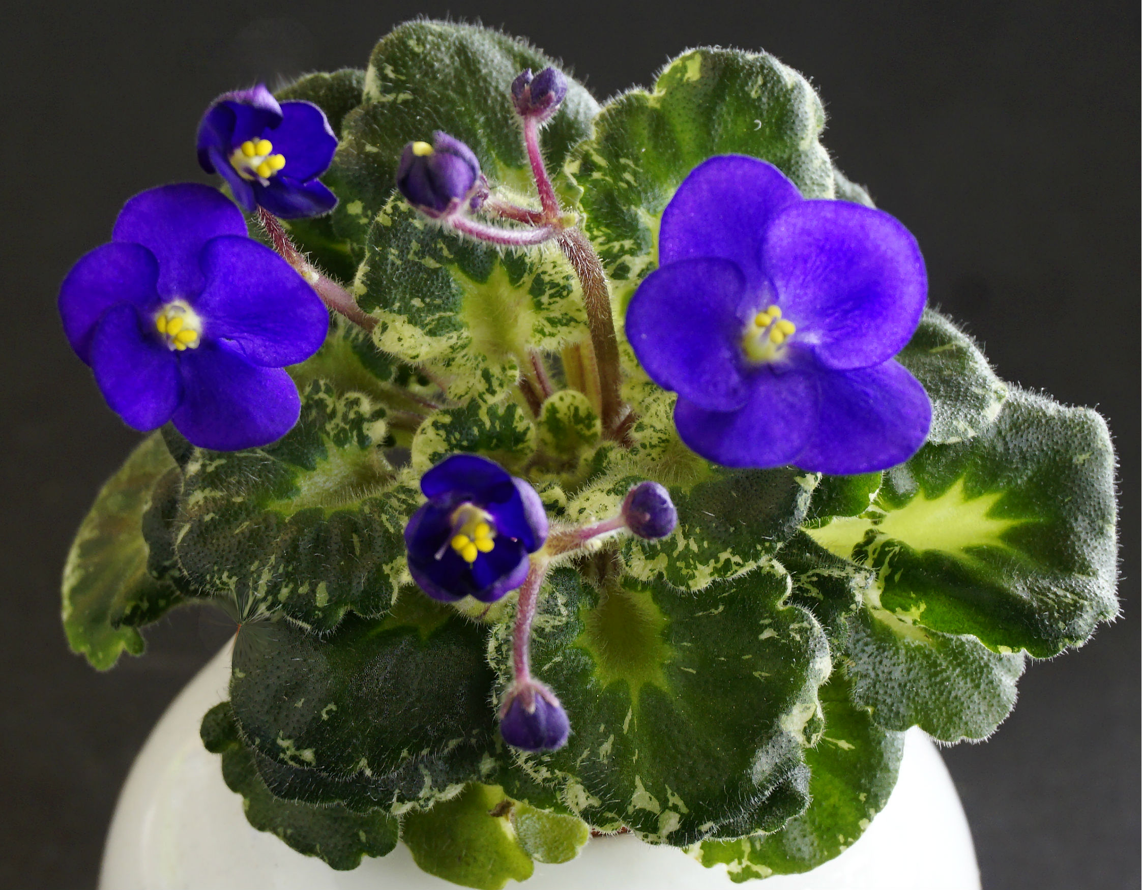Shirl's Purple Passion (S.Sanders)