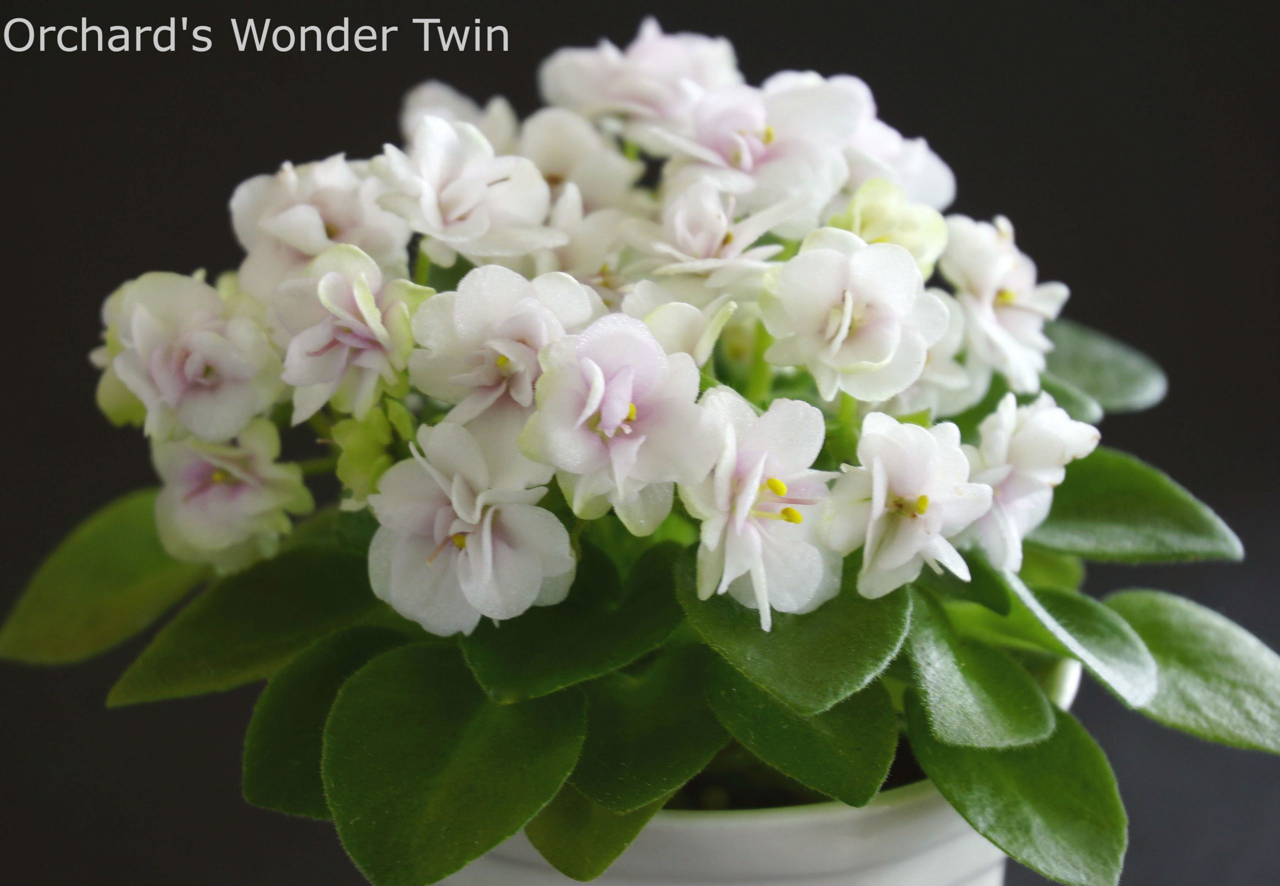 Orchard's Wonder Twin (R.Wilson)