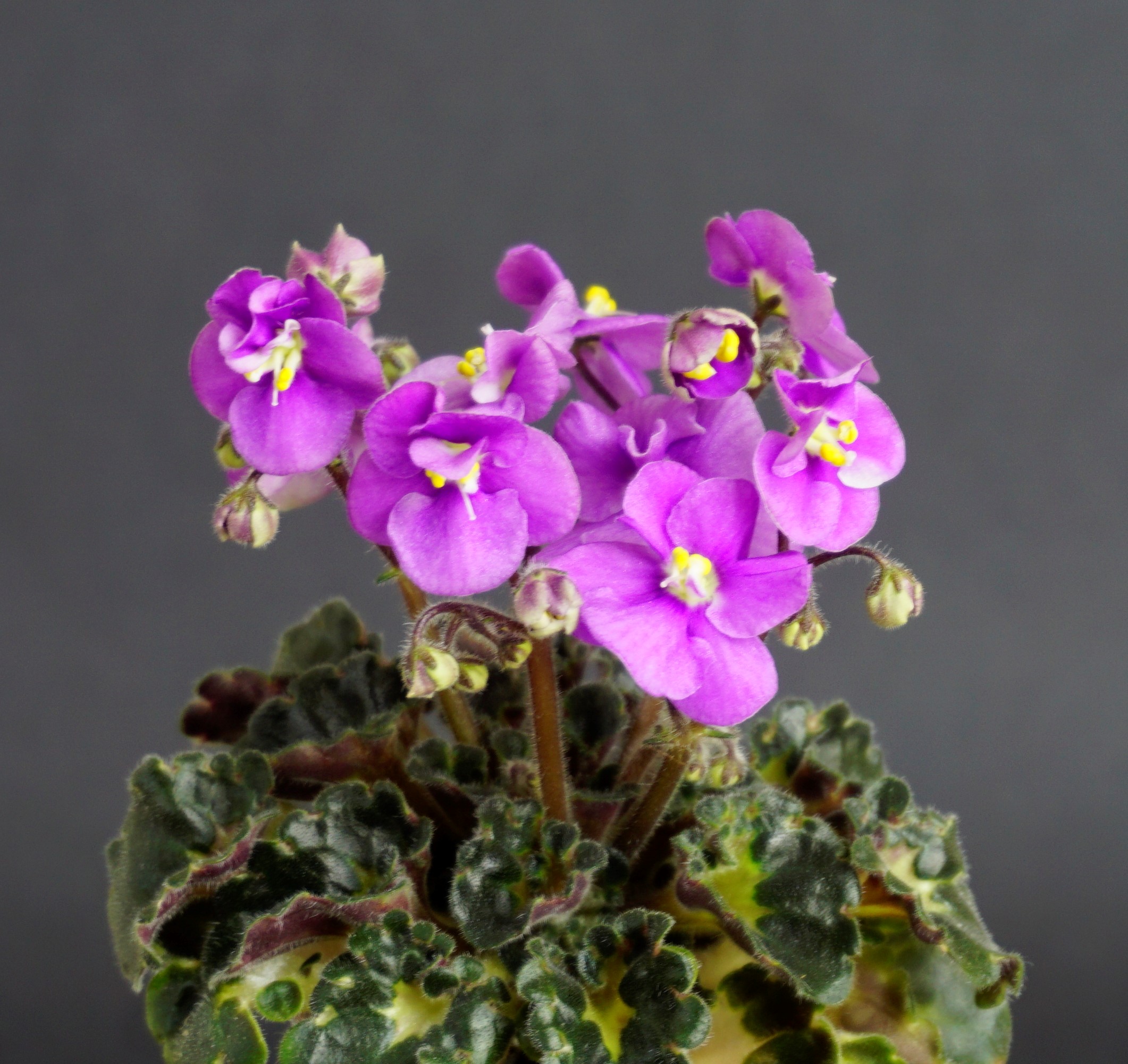 Cambridge Missie (A.E.Adams)