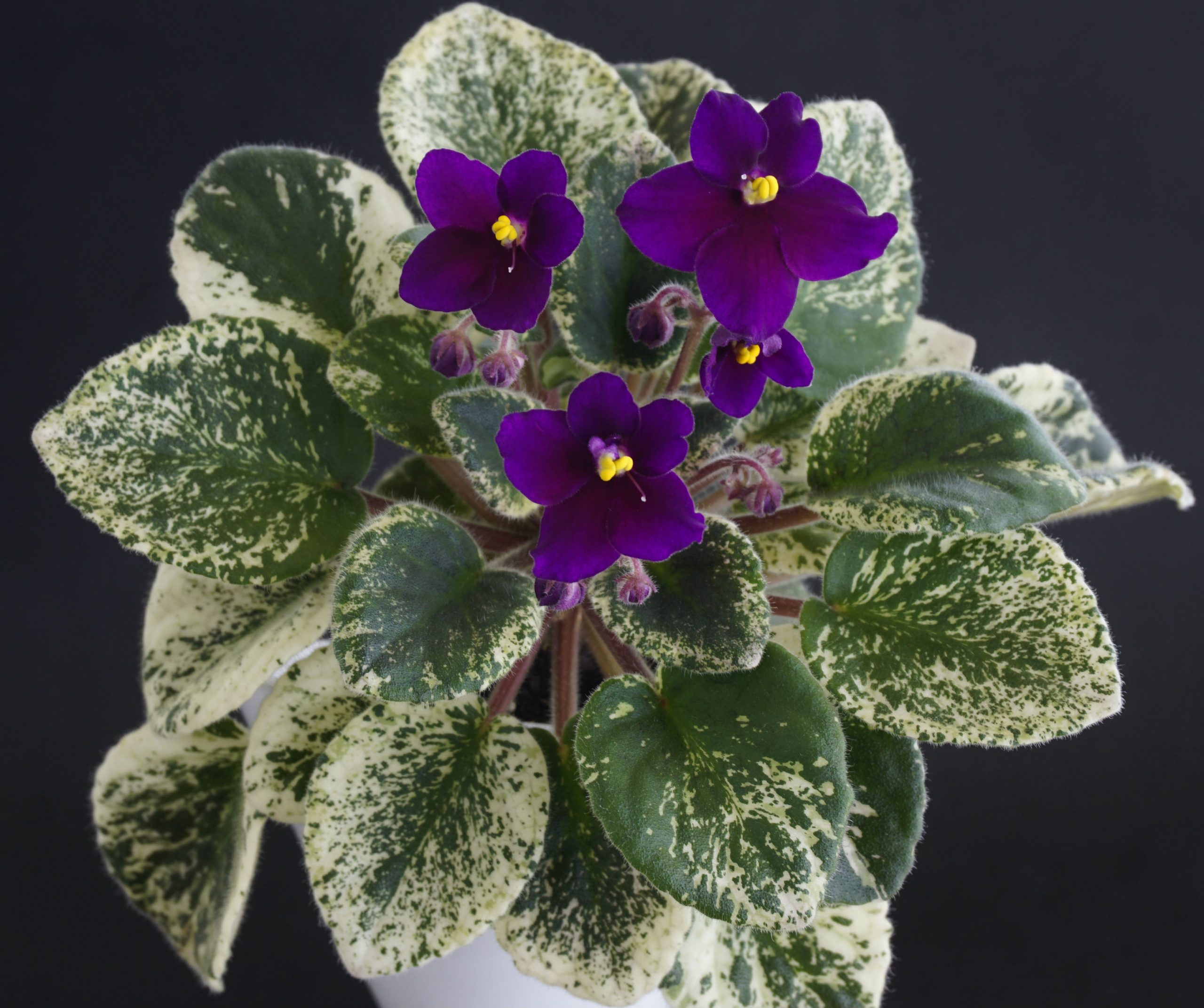 Mac's Virtually Velvet (G. McDonald)