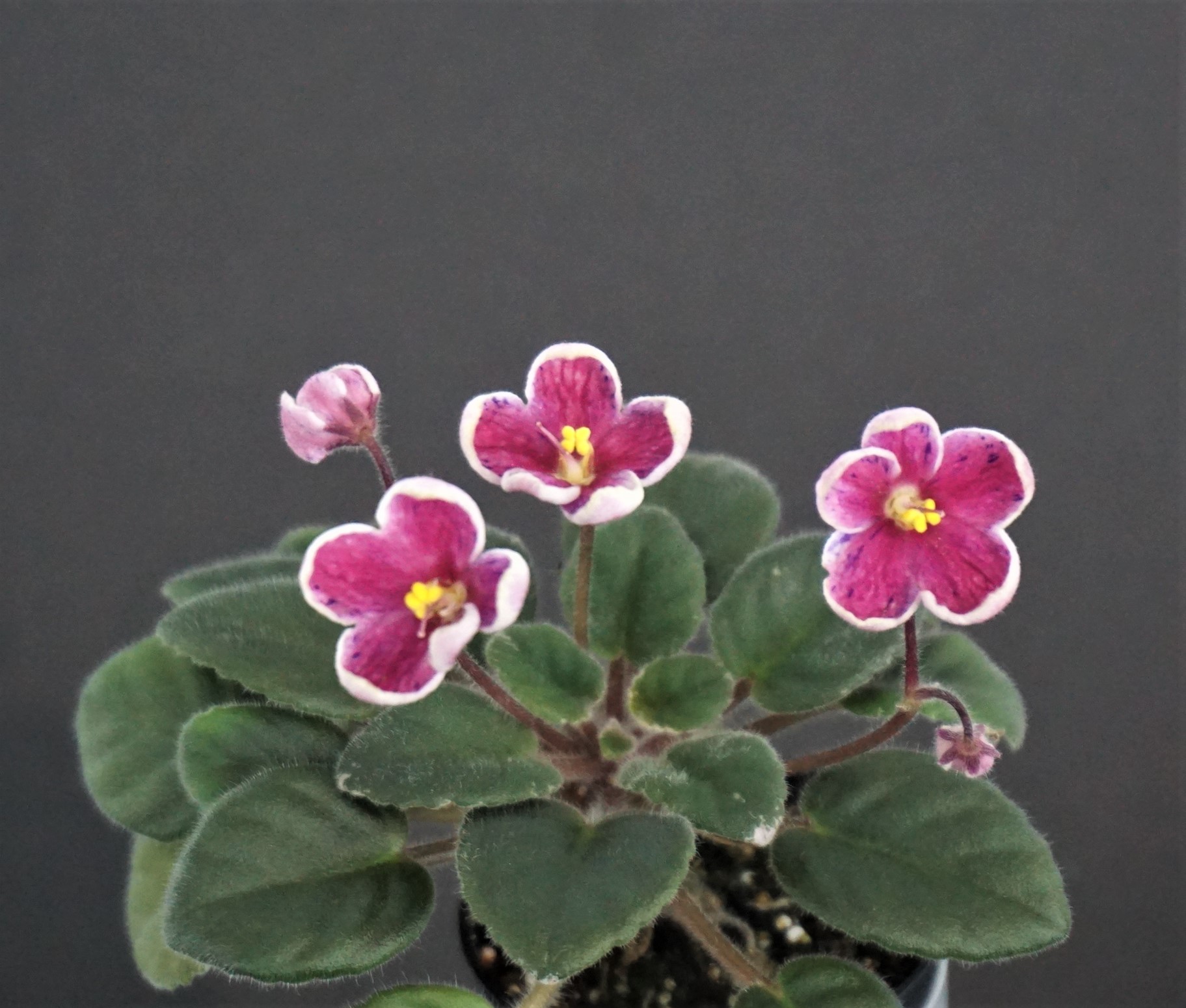 Mac's John Calvin's Geneva (G. McDonald)