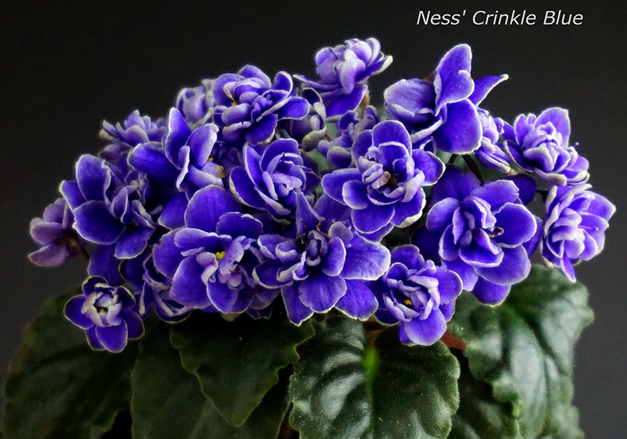 Ness’ Crinkle Blue (D.Ness)