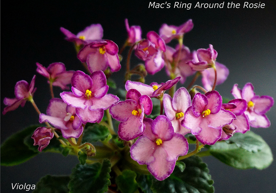 Mac's Ring Around the Rosie (G. McDonald)