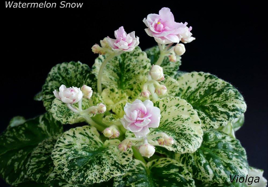 Watermelon Snow (P. Addison)