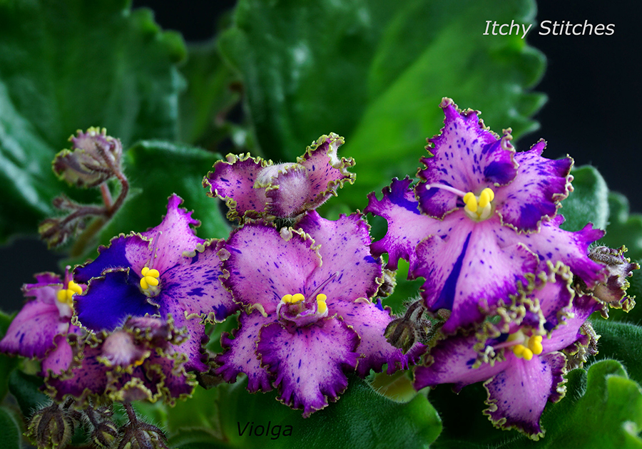Itchy Stitches (K. Stork)