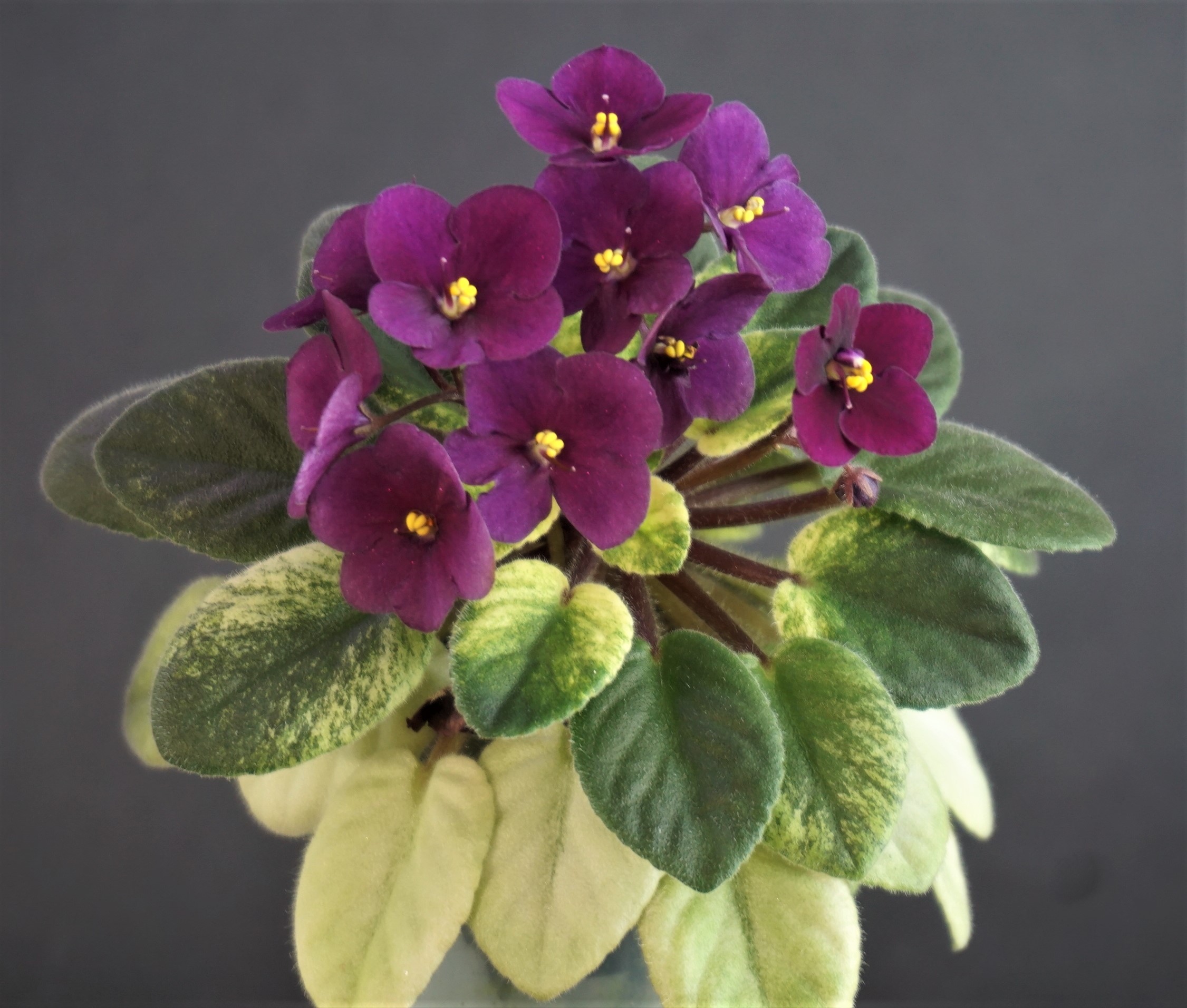 Jolly Jubilee (H.Pittman)