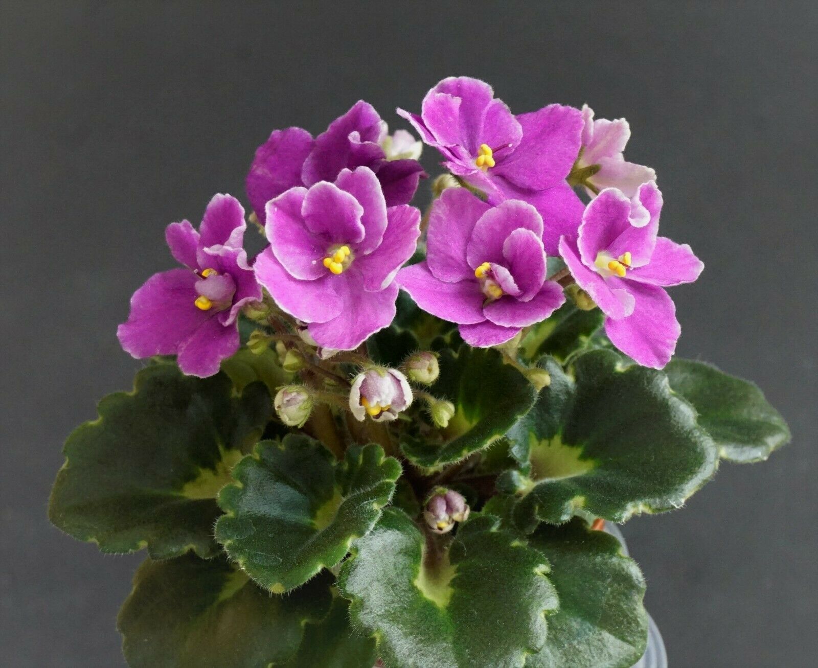 Jolly Bambino (H. Pittman)