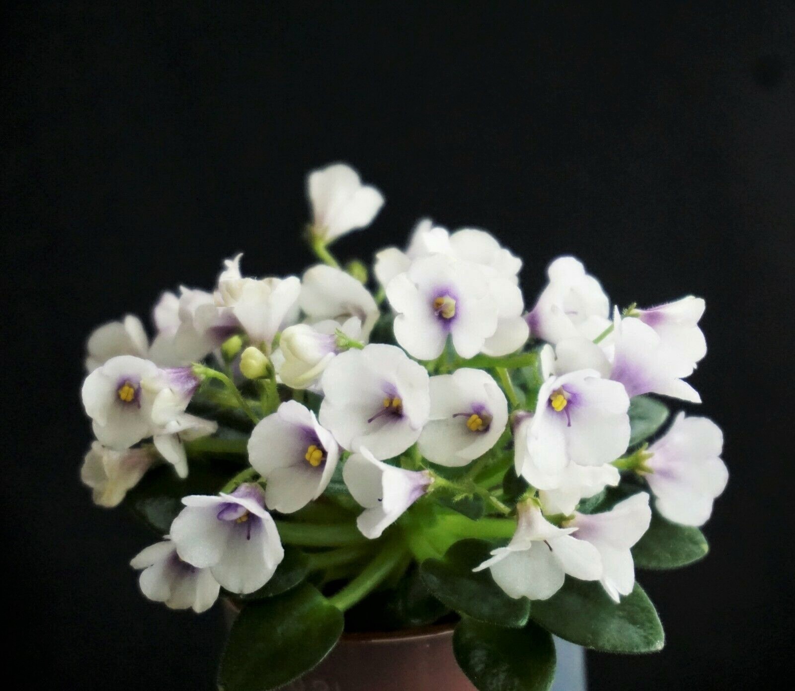 Jolly Bells (H.Pittman)